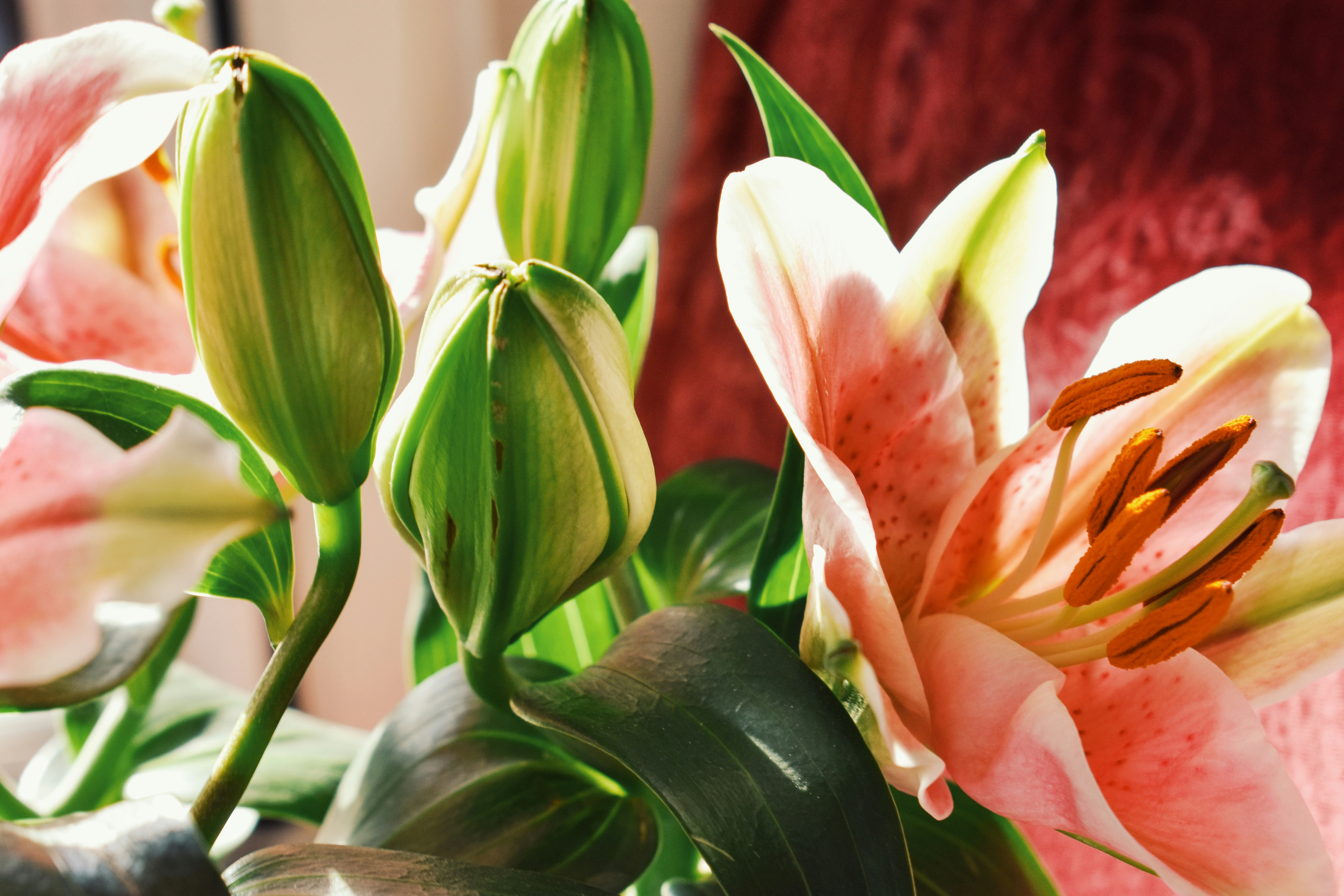 Photo by nisacokokumus