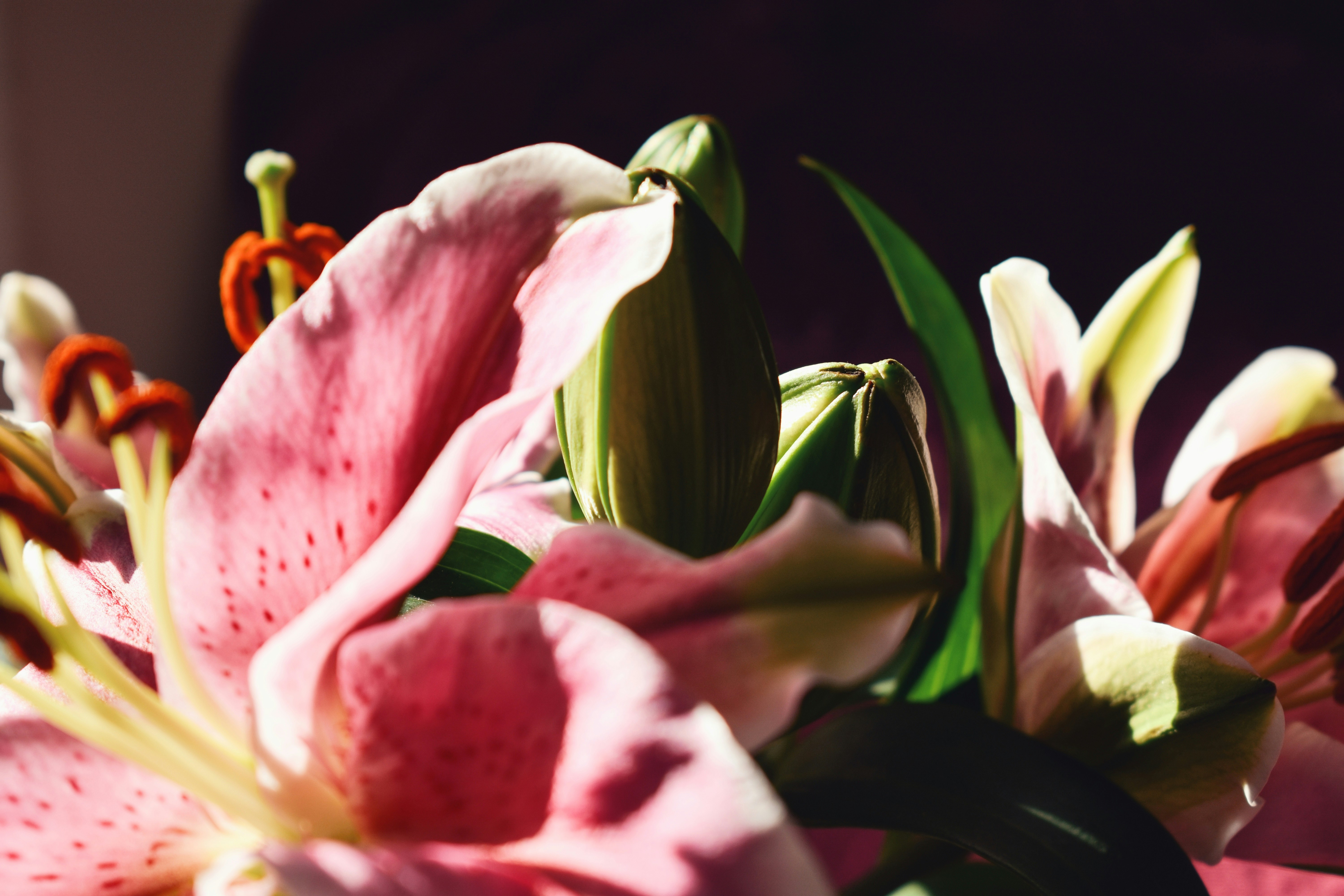 Photo by nisacokokumus