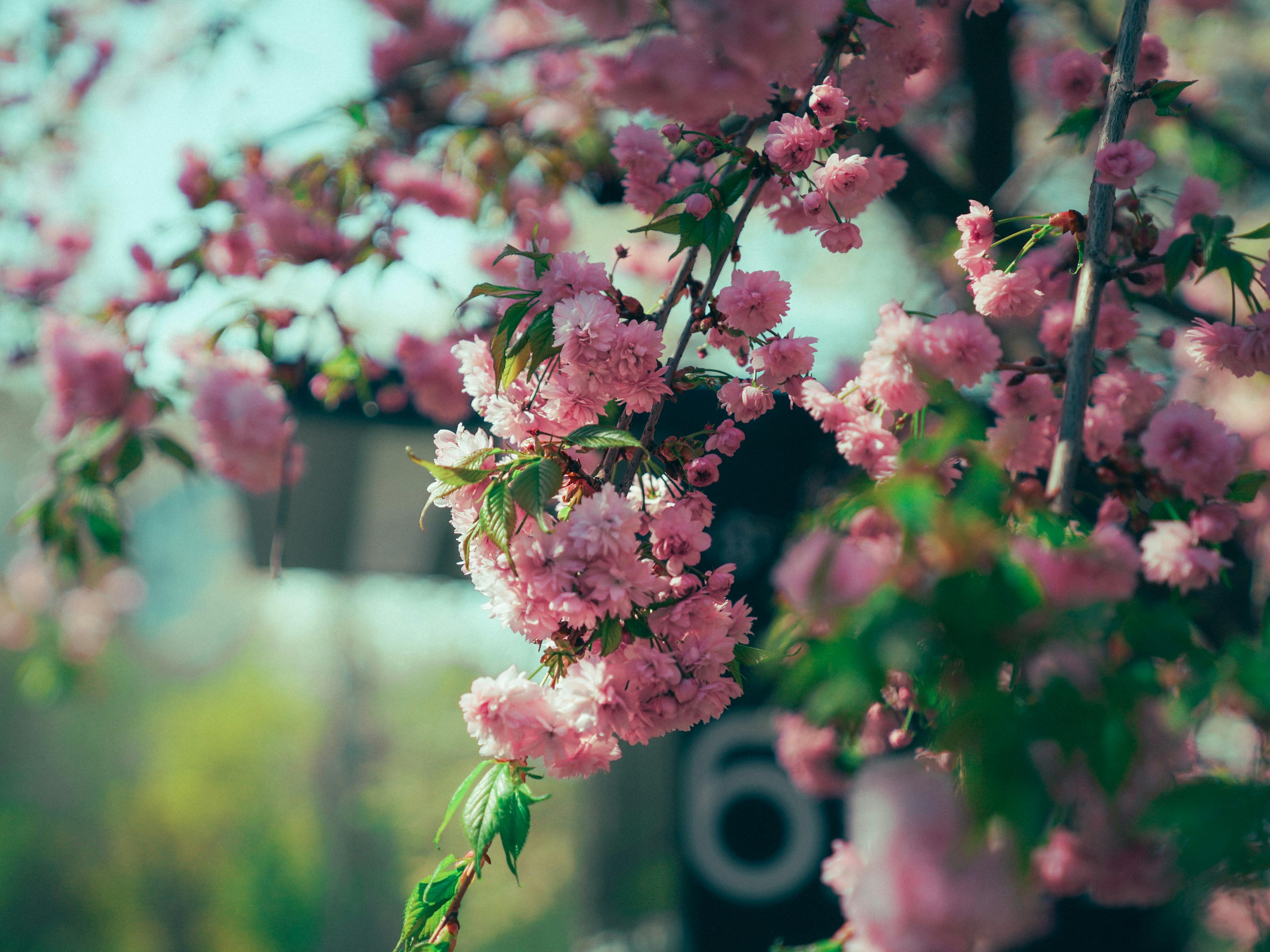 Plante Fleurs En Pleine Floraison - Photo Gratuite Sur Pixabay - Pixabay