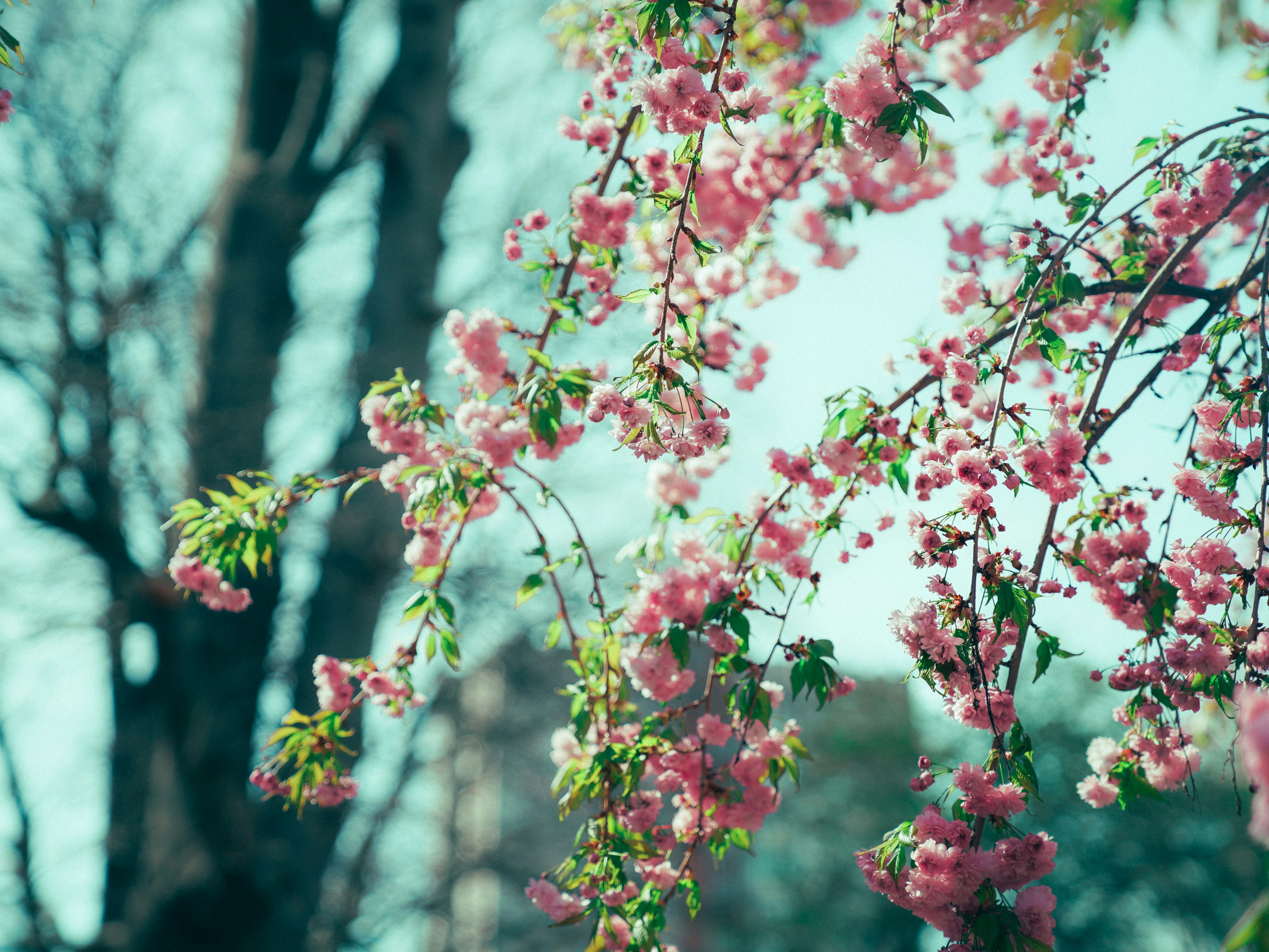 Photo by mineral_of_demon