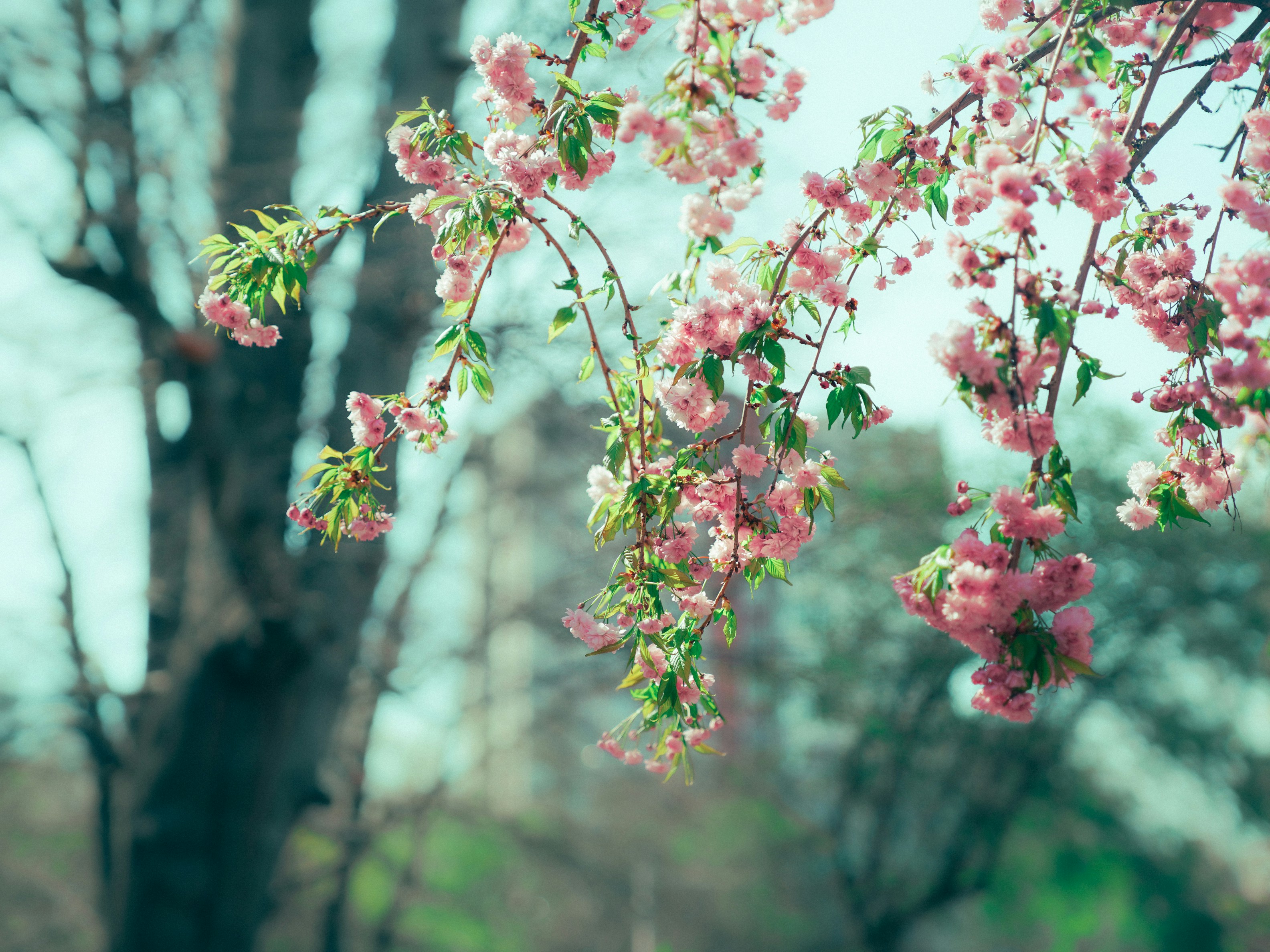 Photo by mineral_of_demon