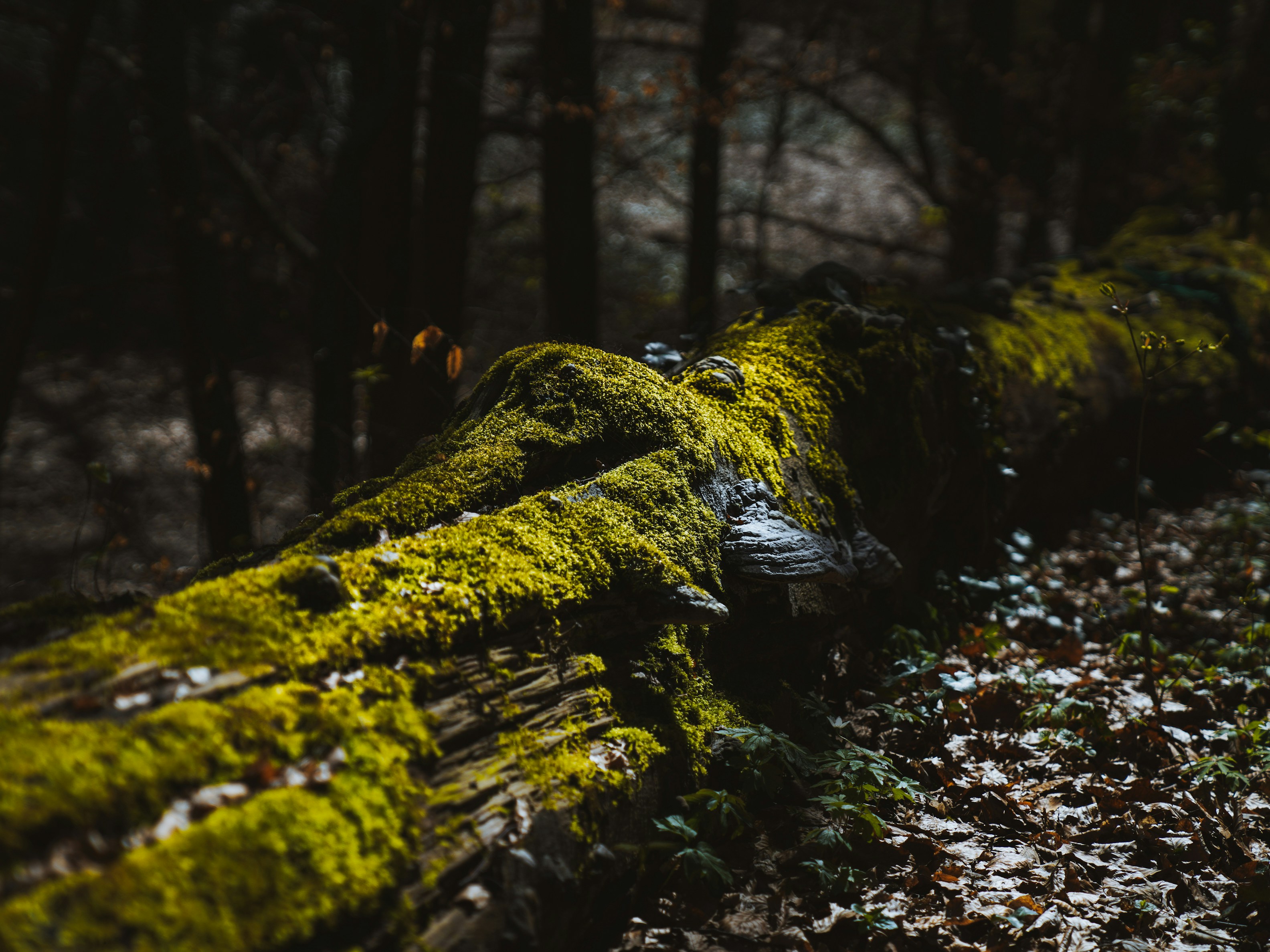 Photo by mineral_of_demon