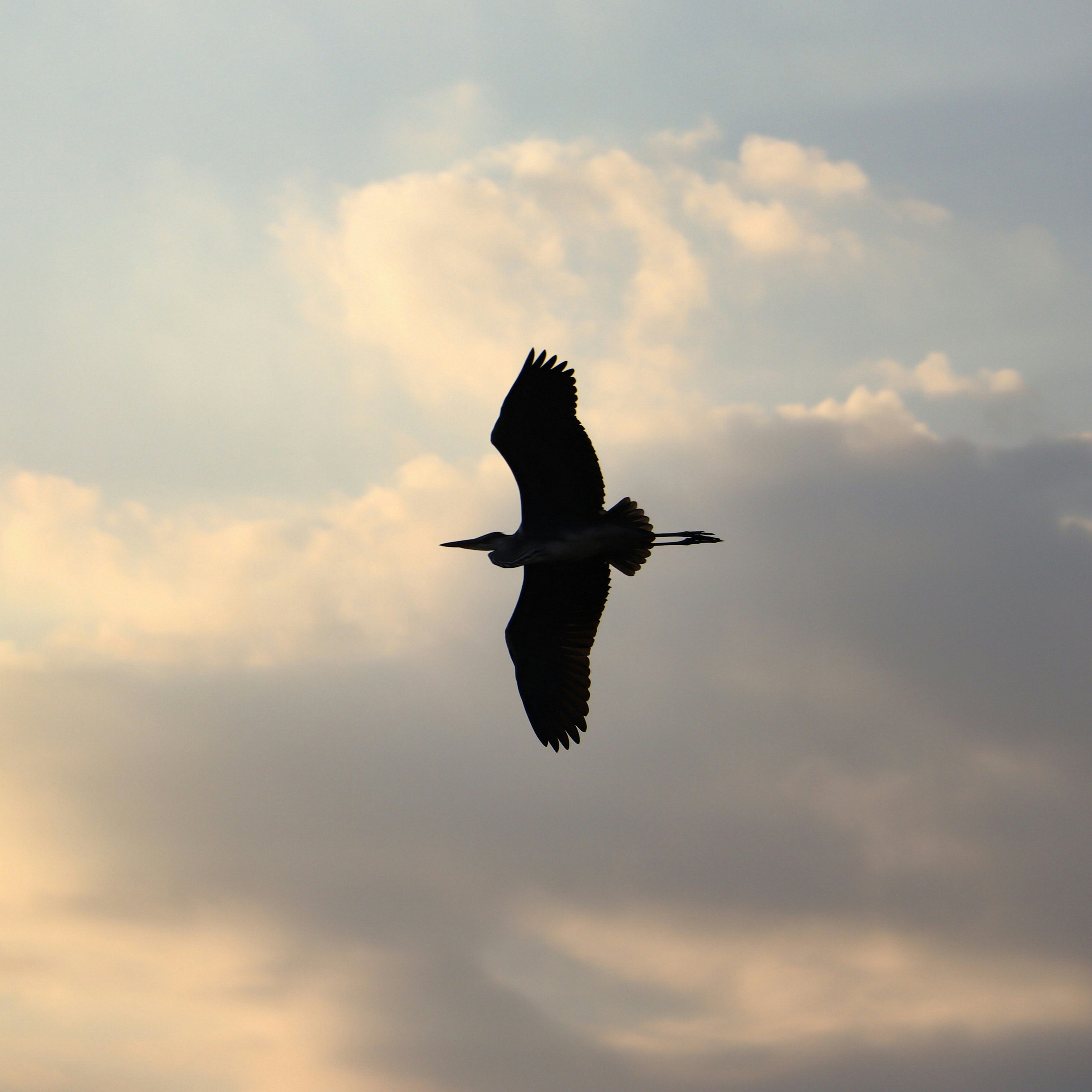 Photo by benyaminshamis