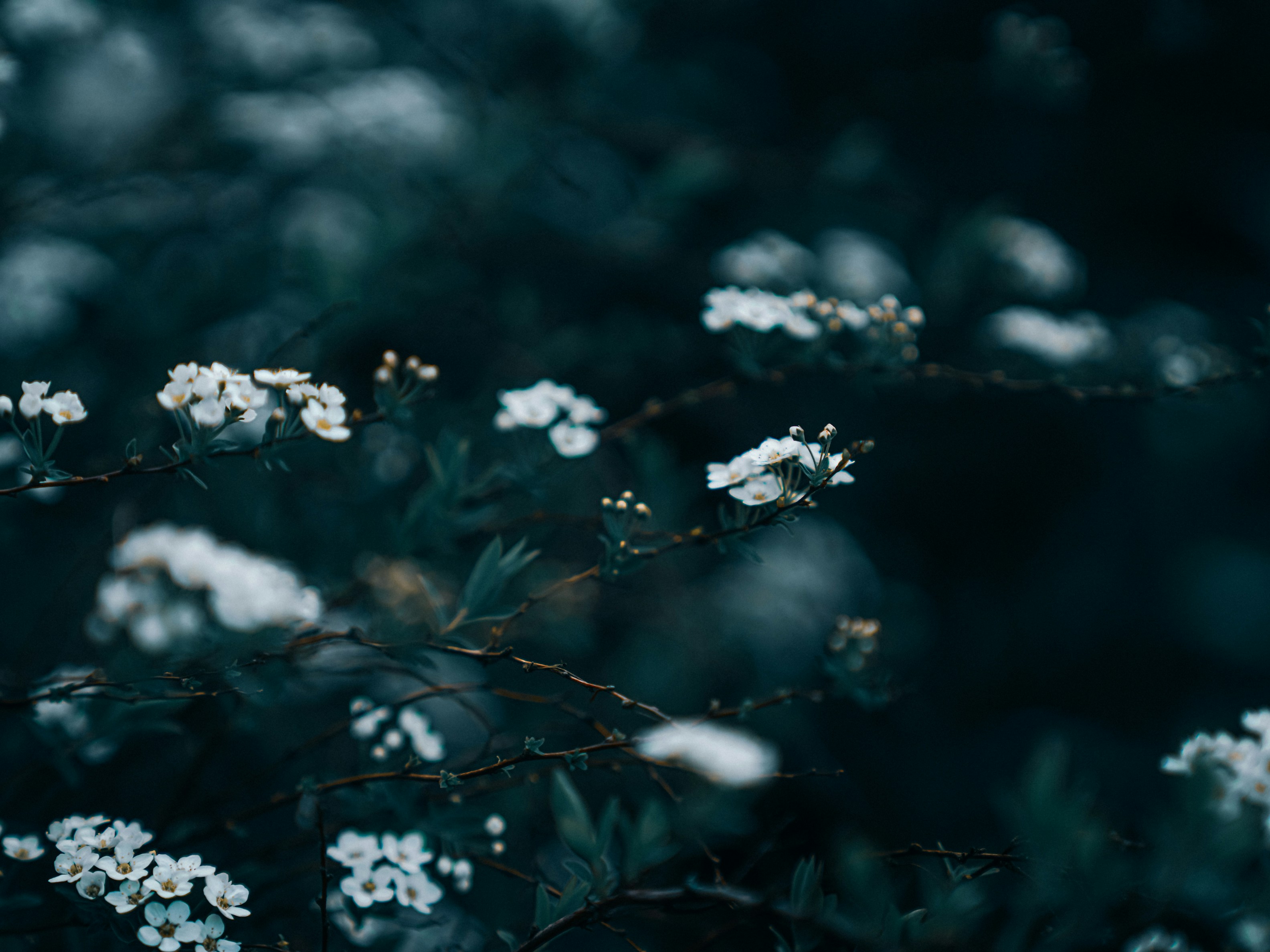 Photo by mineral_of_demon