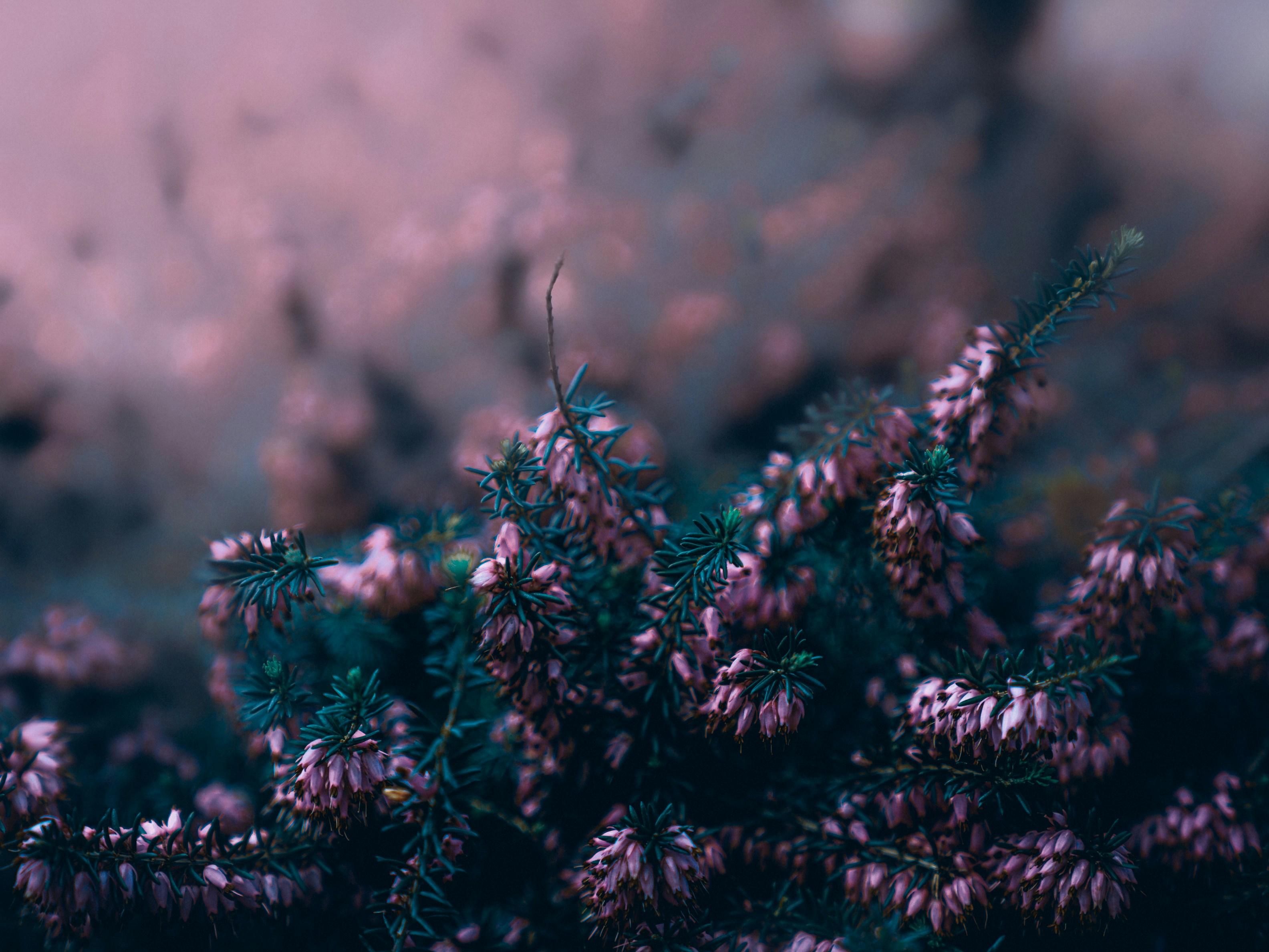 Photo by mineral_of_demon