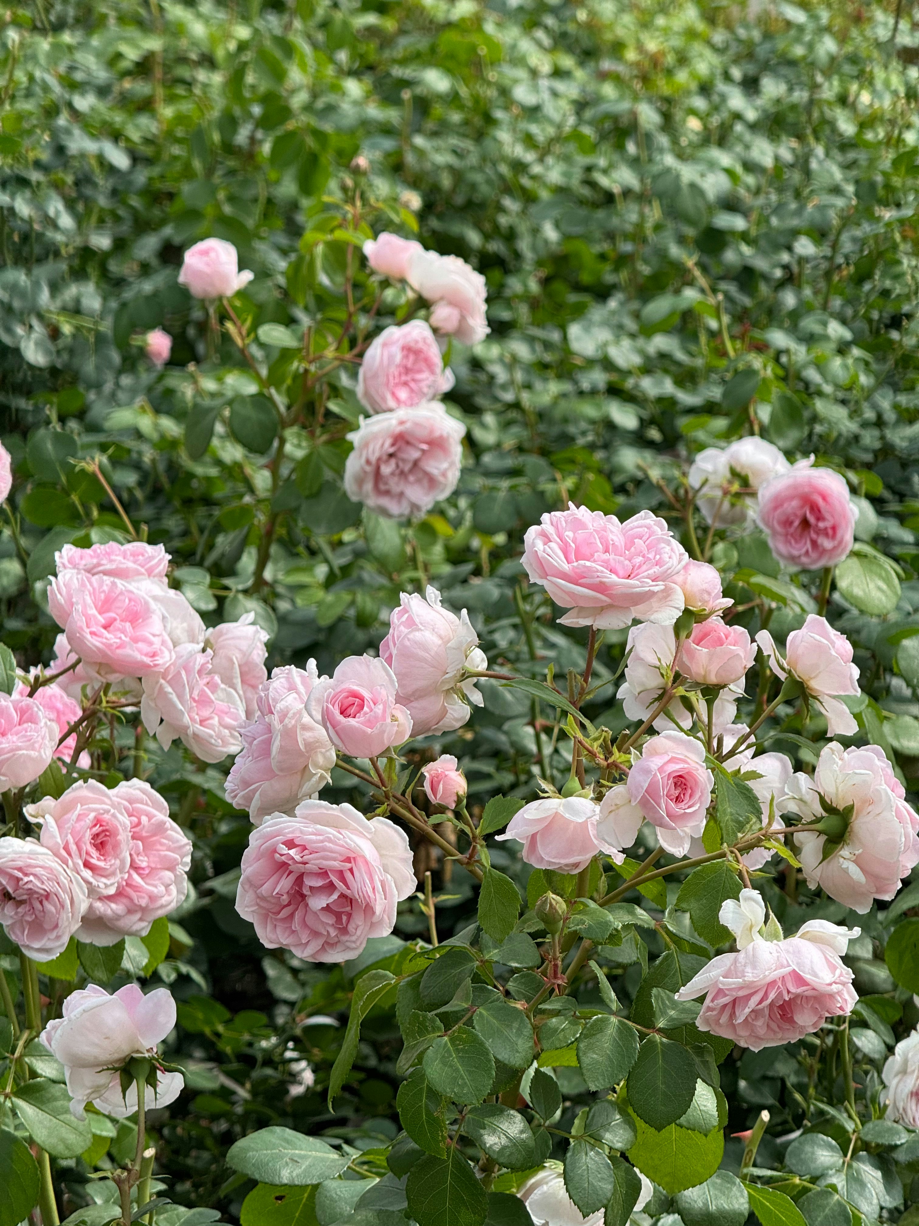 A vibrant bush filled with numerous light pink roses in various stages of bloom, set against a blurred background of green foliage