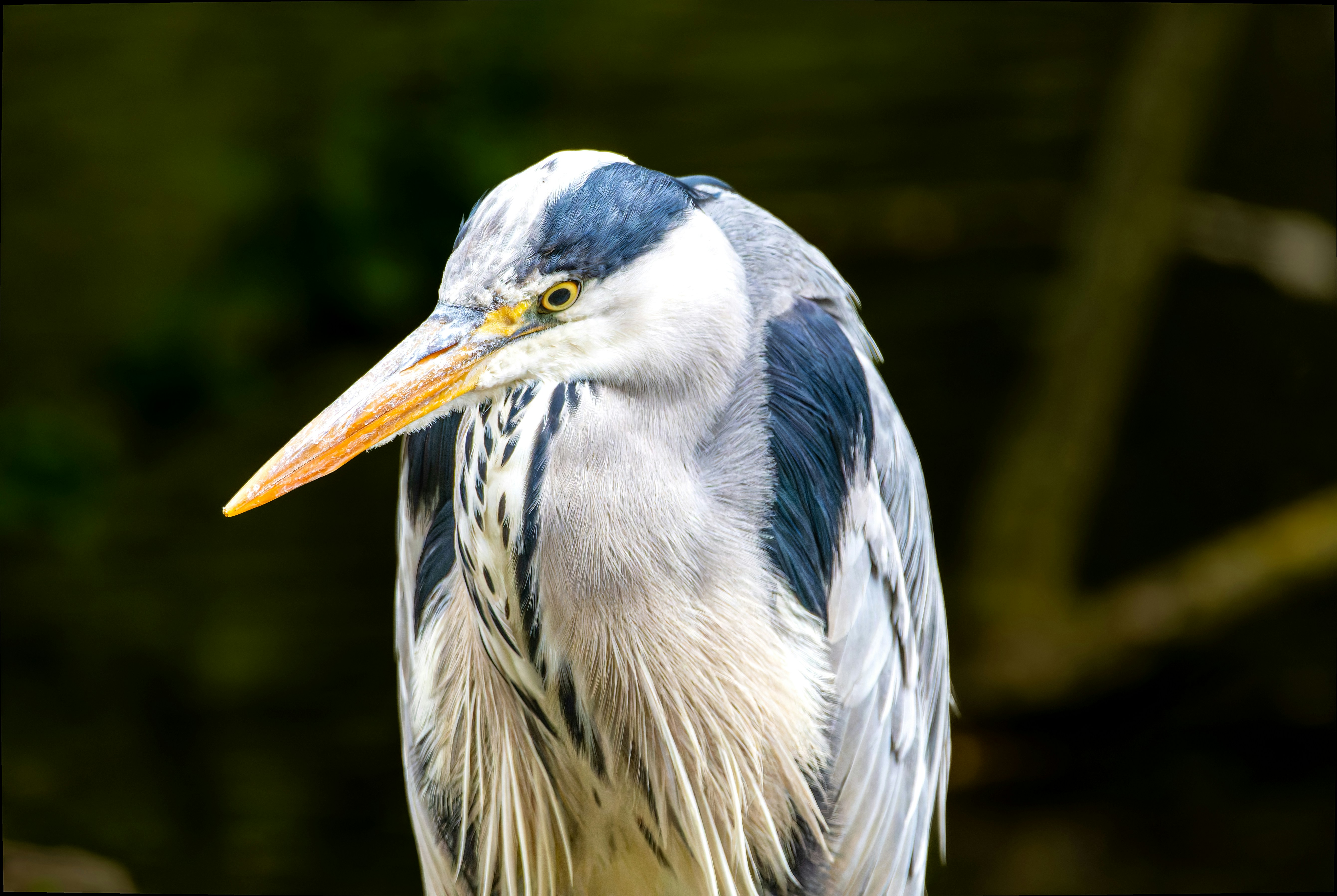 Photo by siegfriedpoepperl