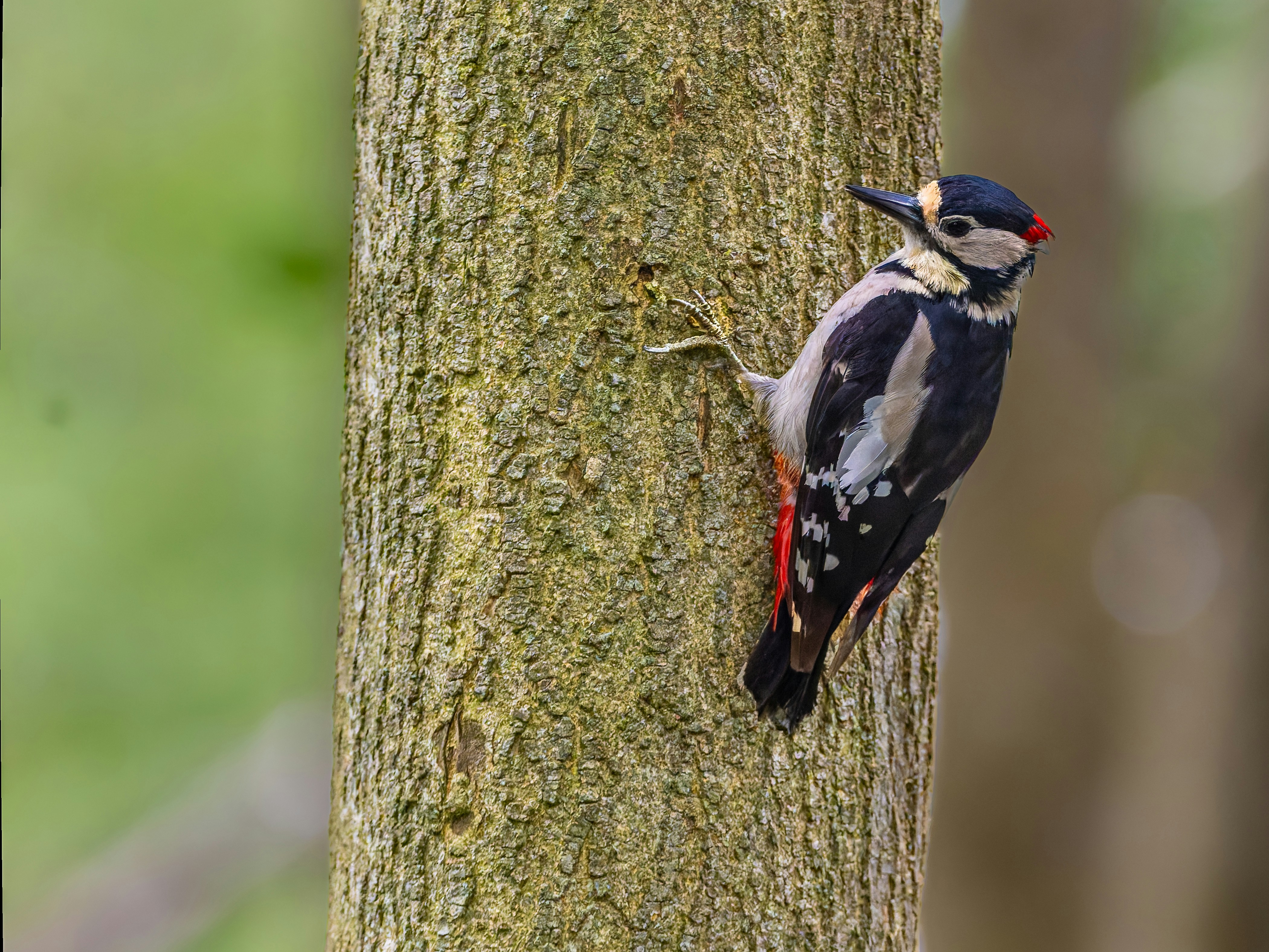 Photo by siegfriedpoepperl