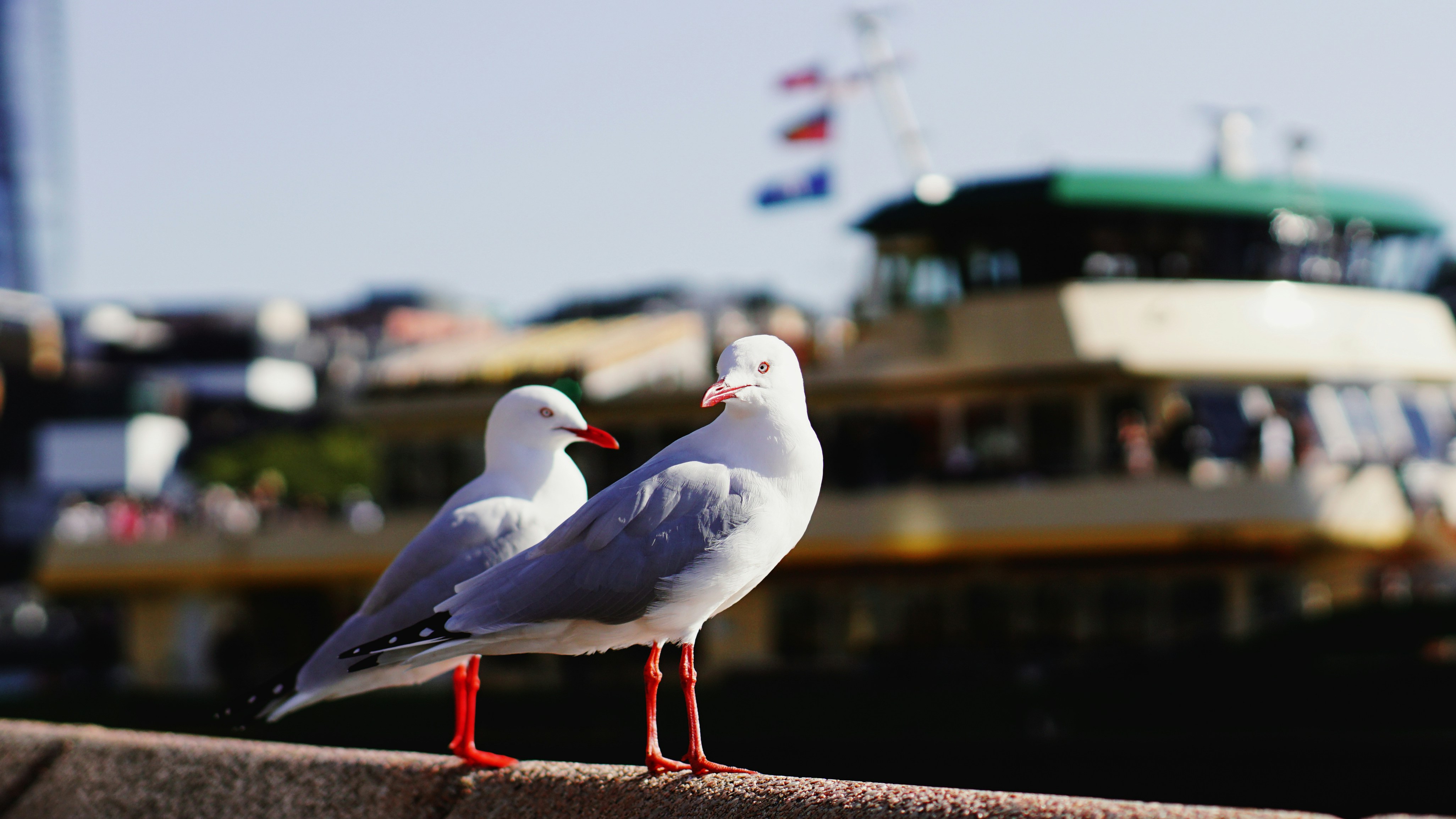 Two seagulls stand with a ferry in the background.