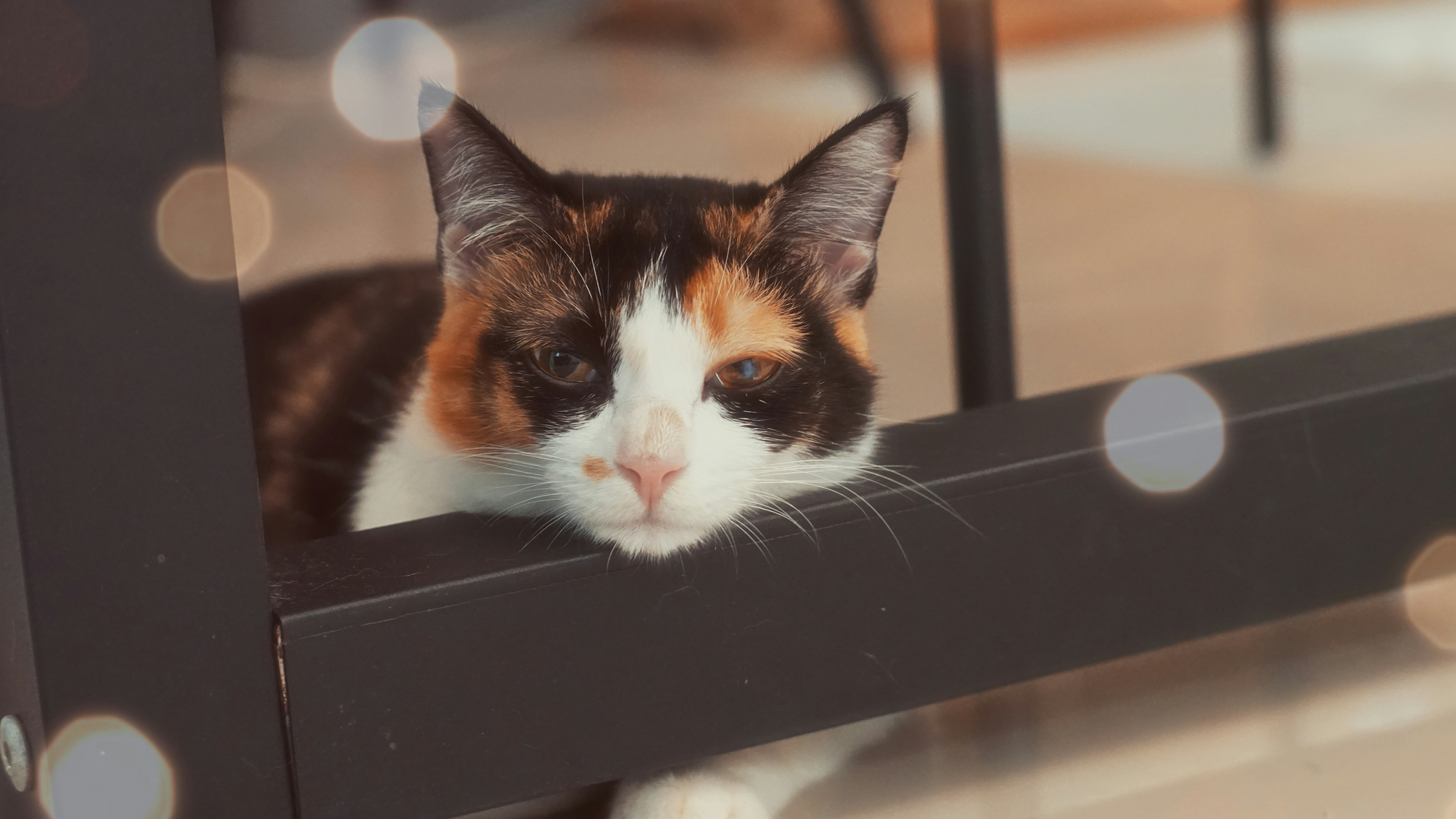 A calico cat rests its head on furniture.