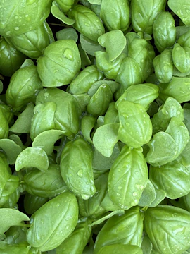 Fresh, vibrant basil leaves are shown in this image.