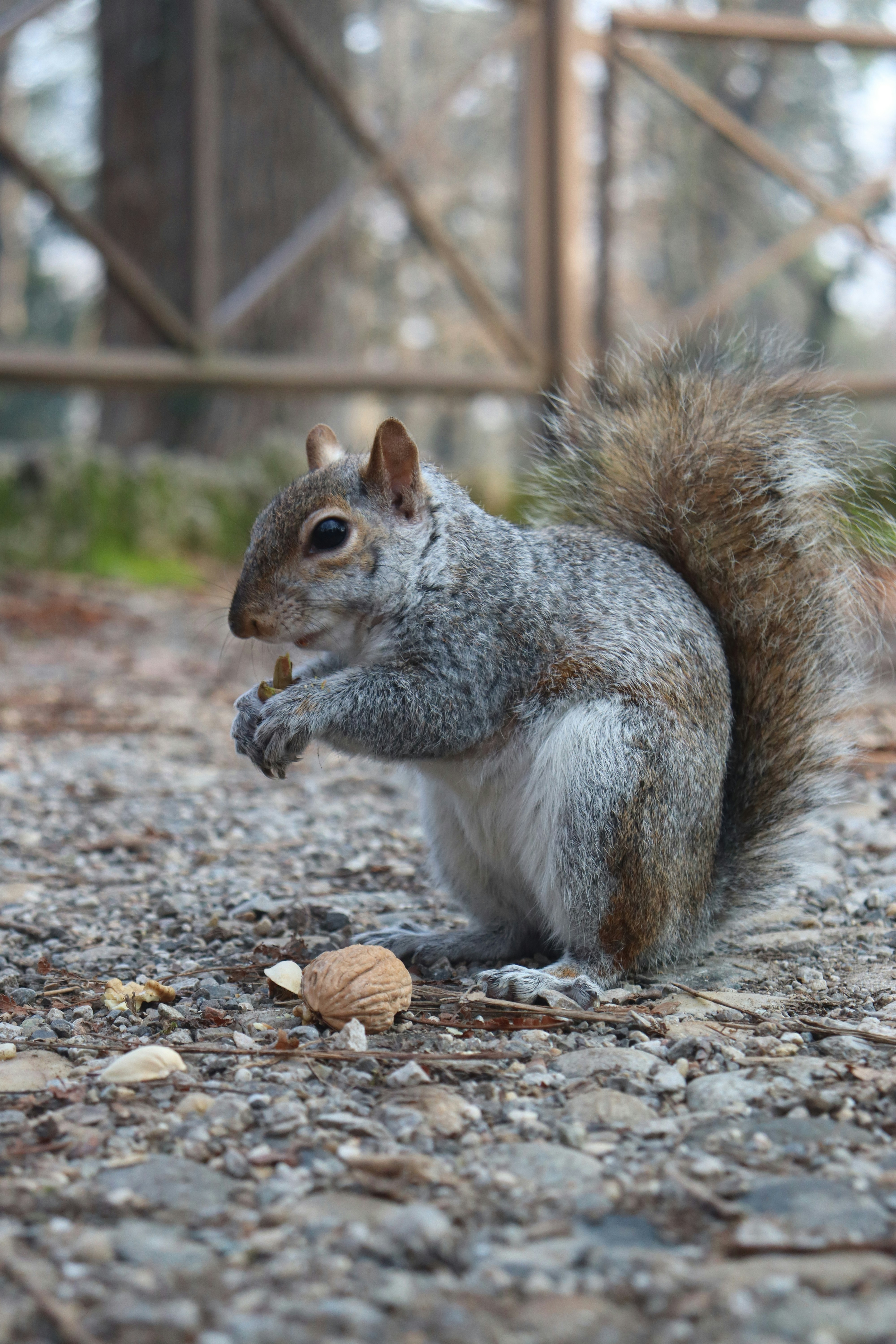 A squirrel nibbles a nut near a walnut.