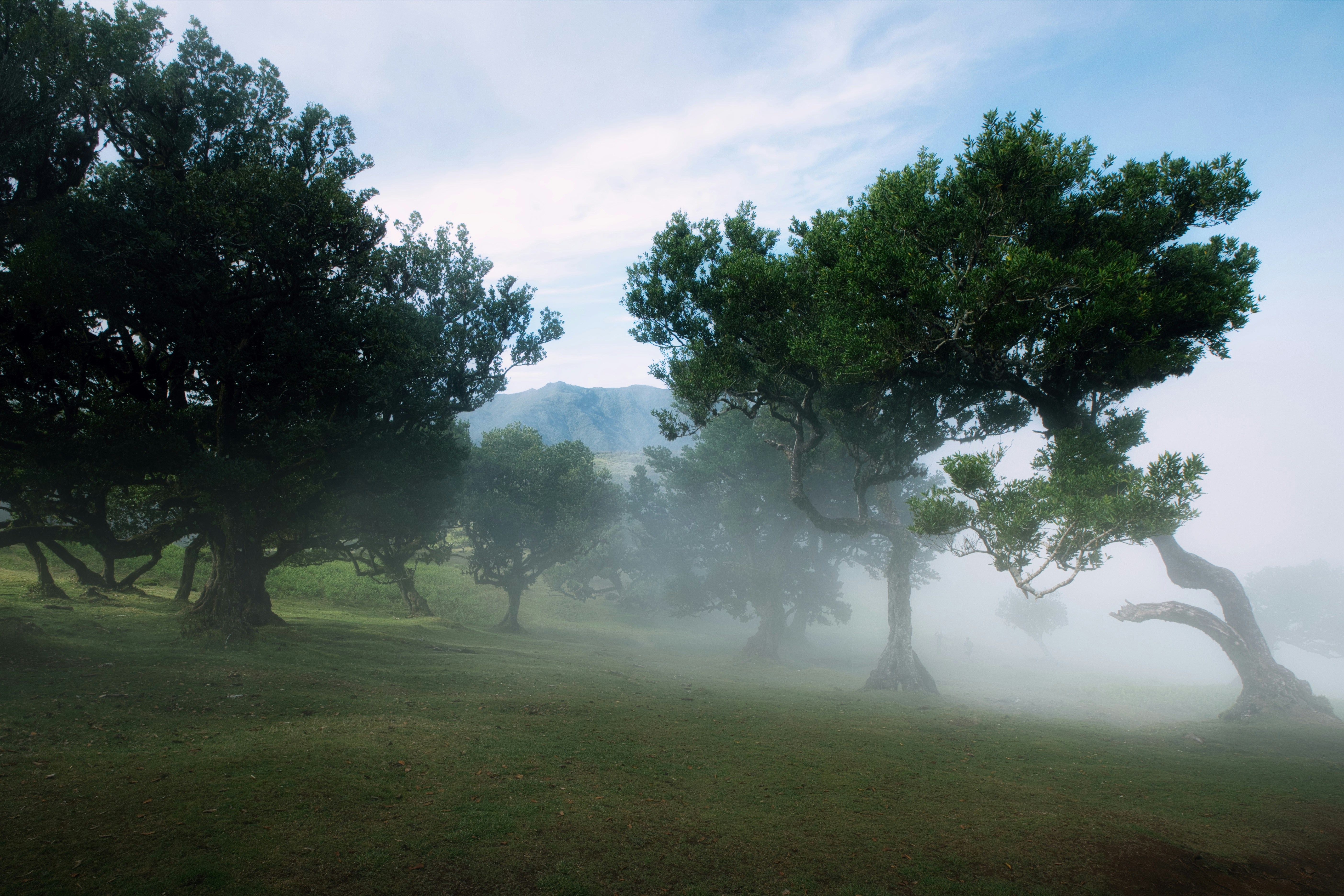 Bäume stehen in Morgennebel gehüllt.