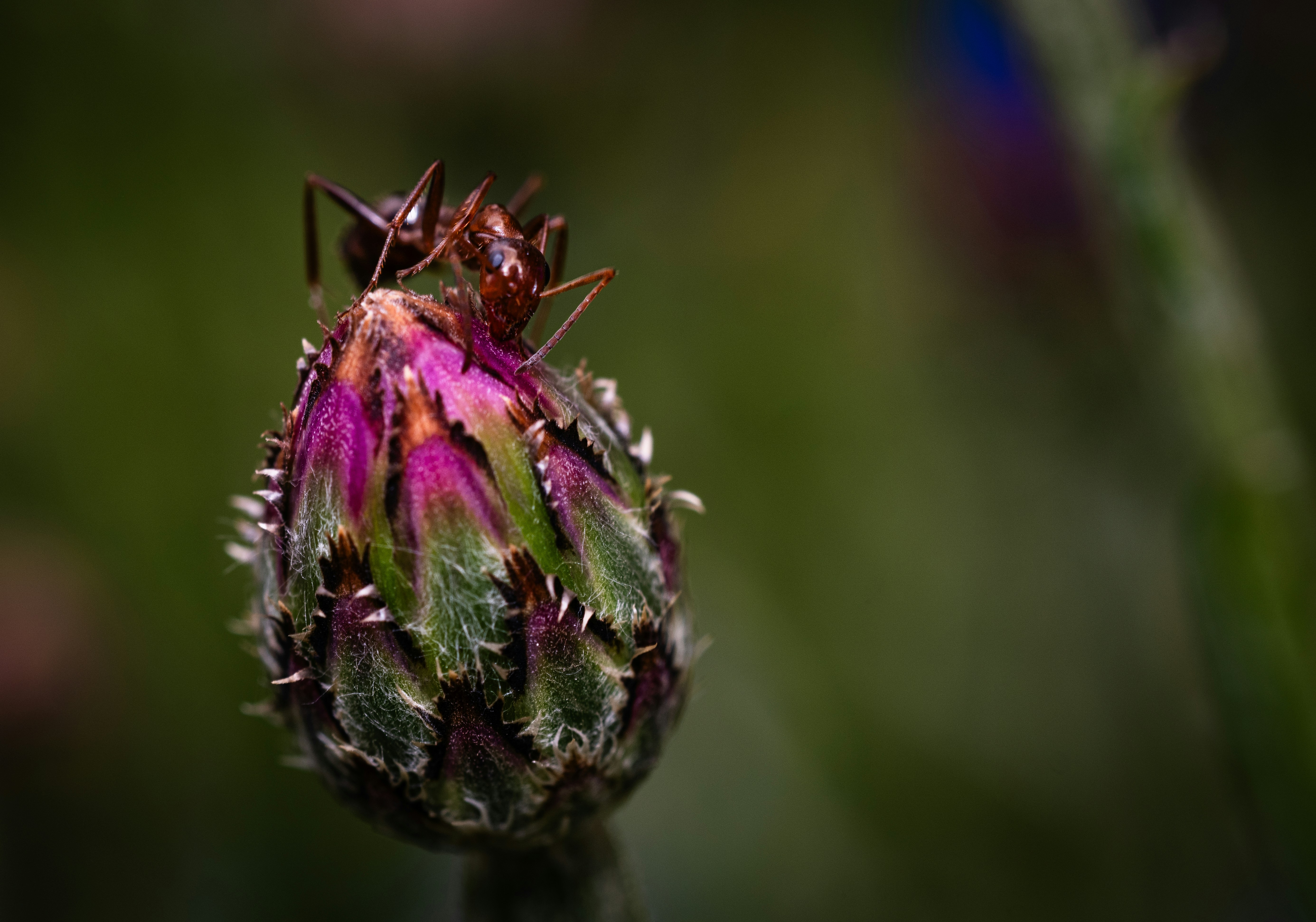 An ant crawls on a colorful flower bud.