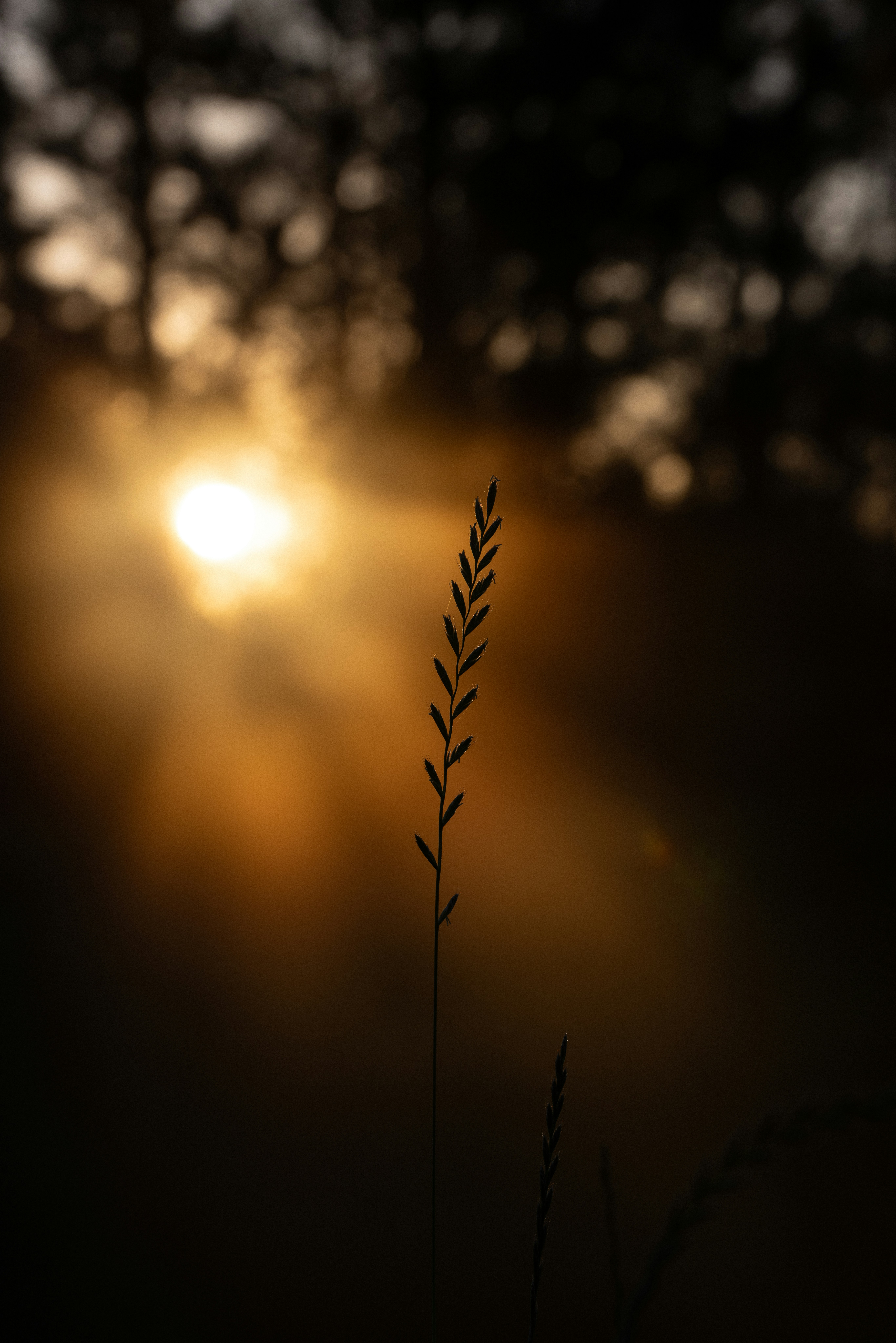 Silhouette einer Pflanze vor dem goldenen Licht der Sonne.