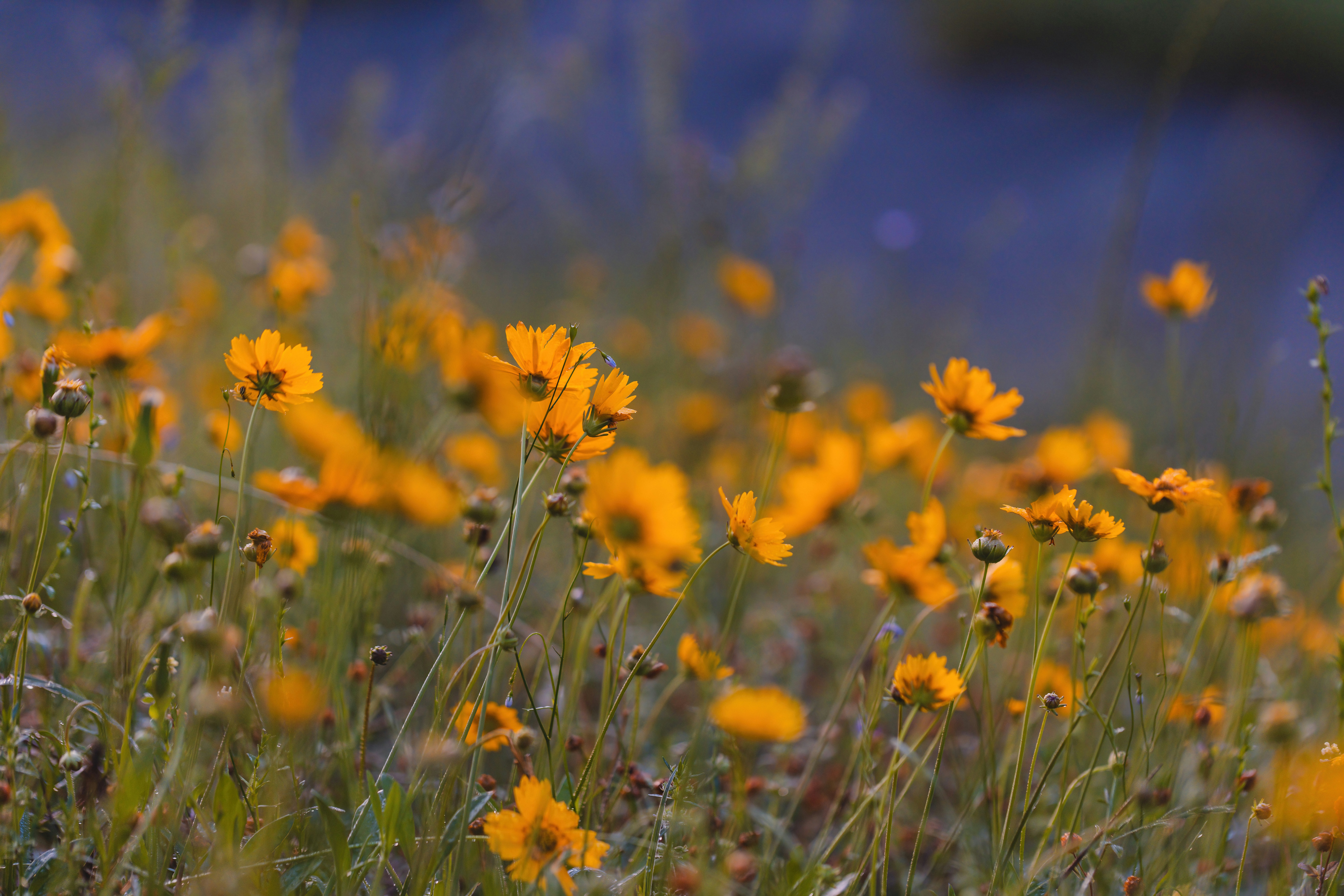 Photo by native7photo