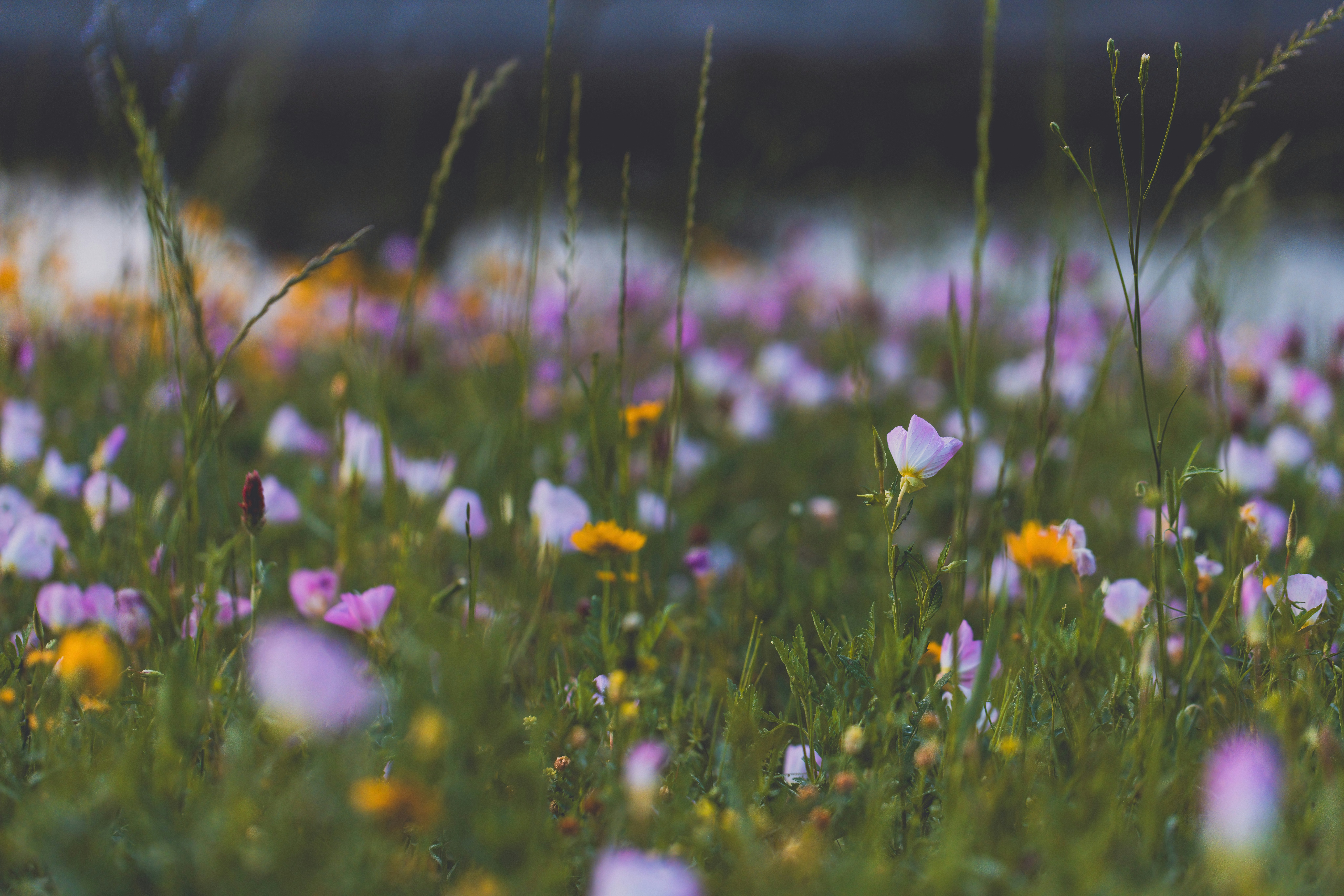 Photo by native7photo