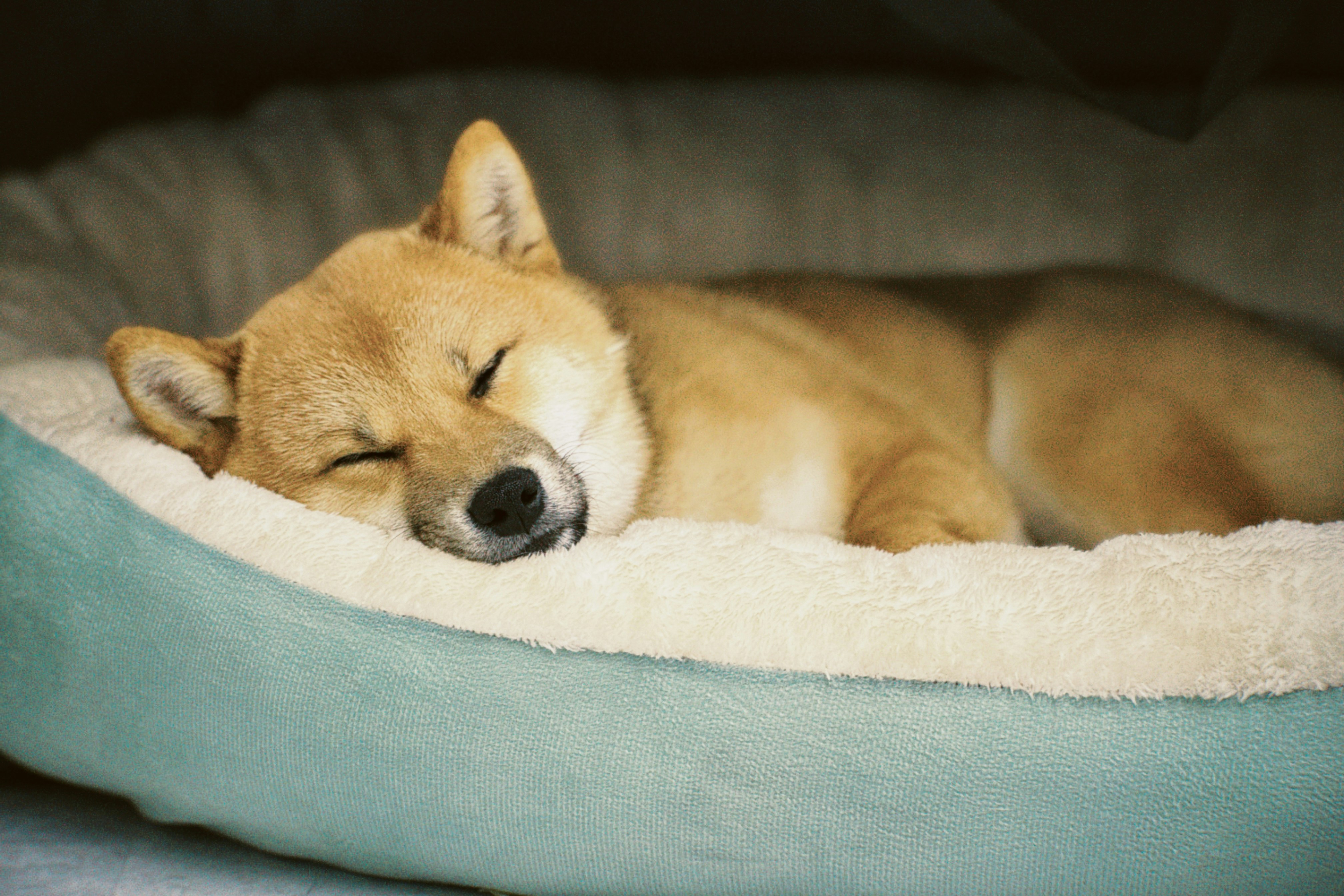 🌙 푹 자고 ‘갓생’ 사는 법: 과학이 알려주는 수면 회복 풀코스 가이드