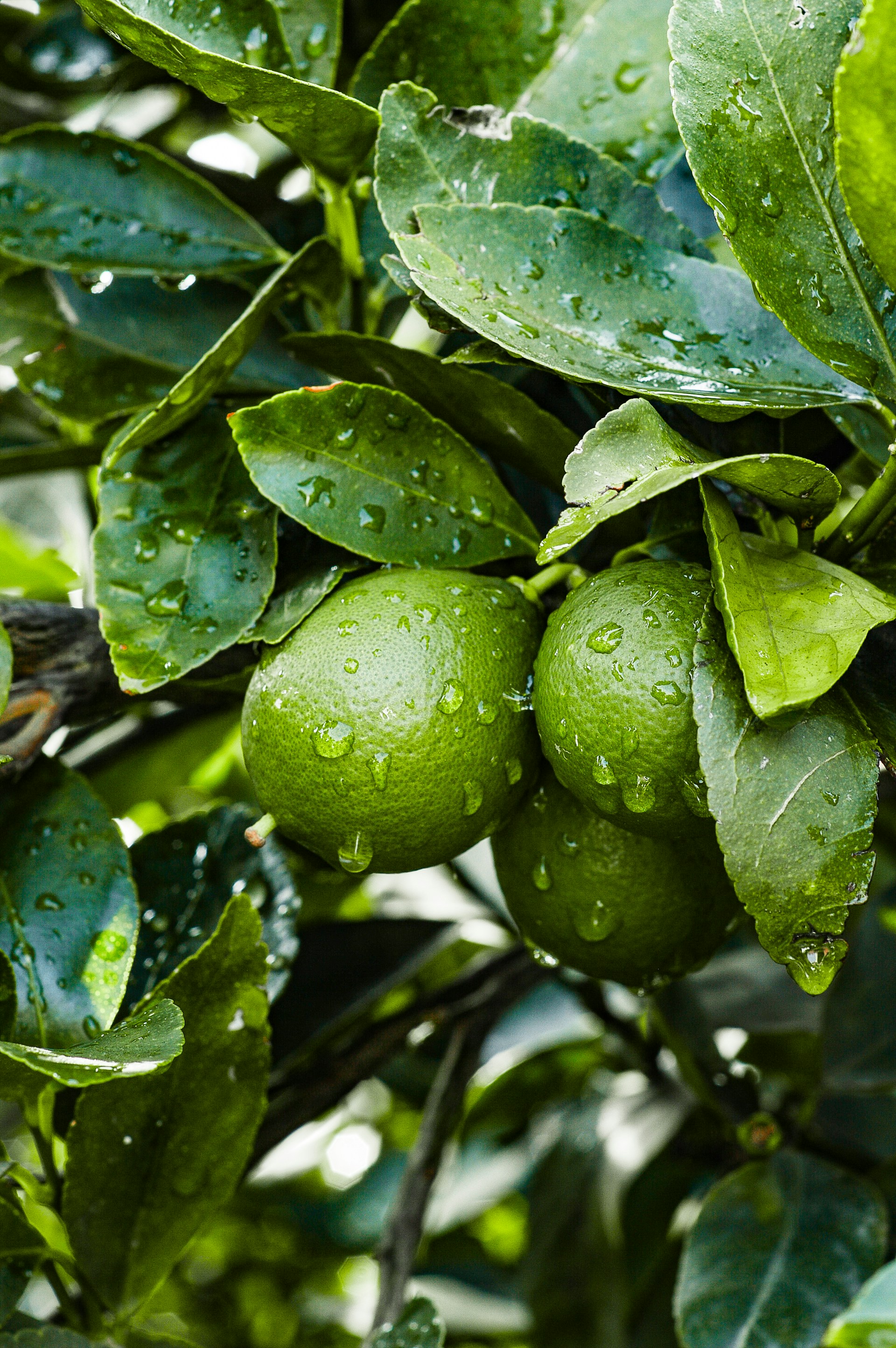 Limes hang from a tree covered in glistening raindrops.