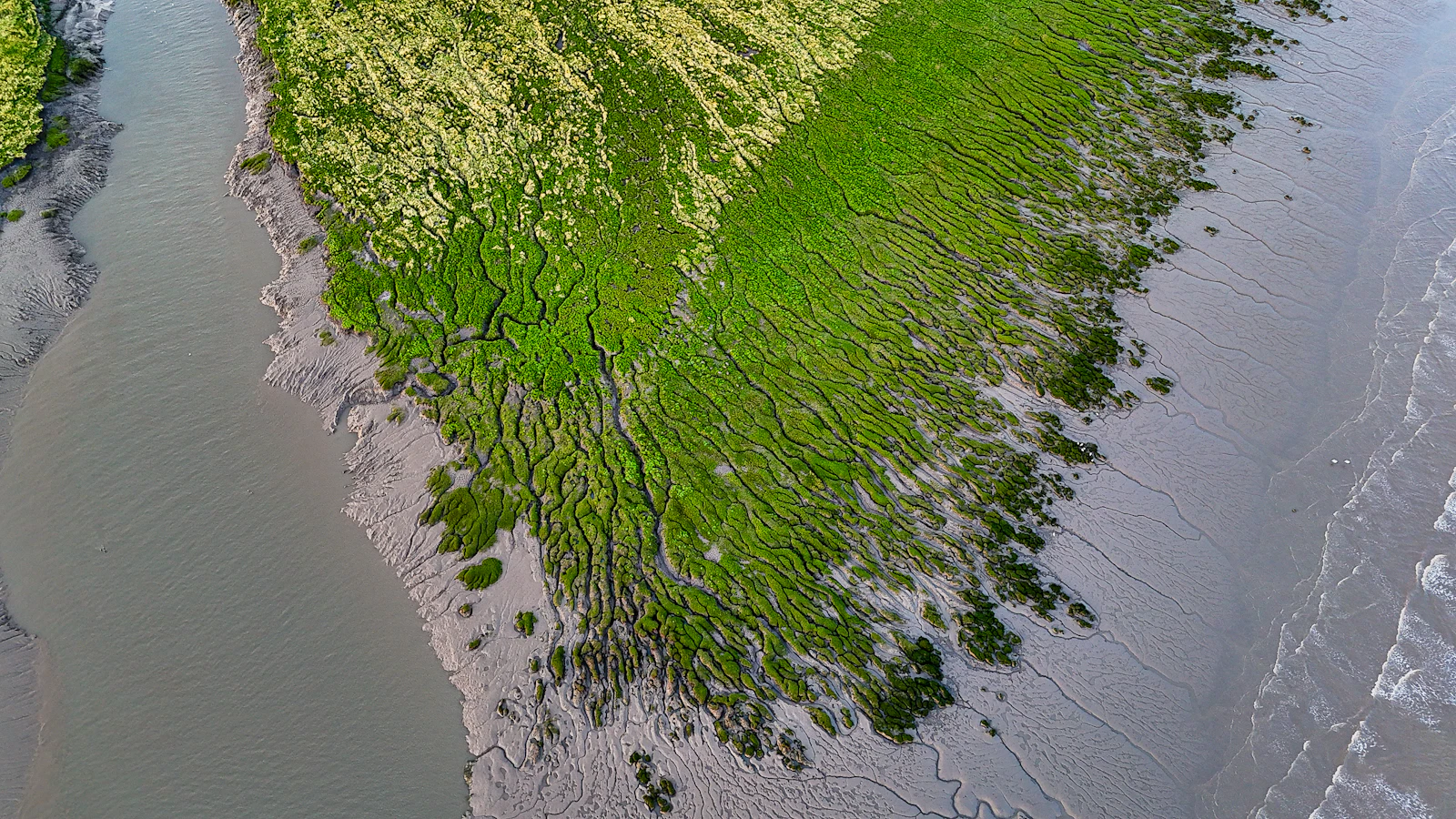 Aerial view of a quiet green salt marsh and winding tidal water