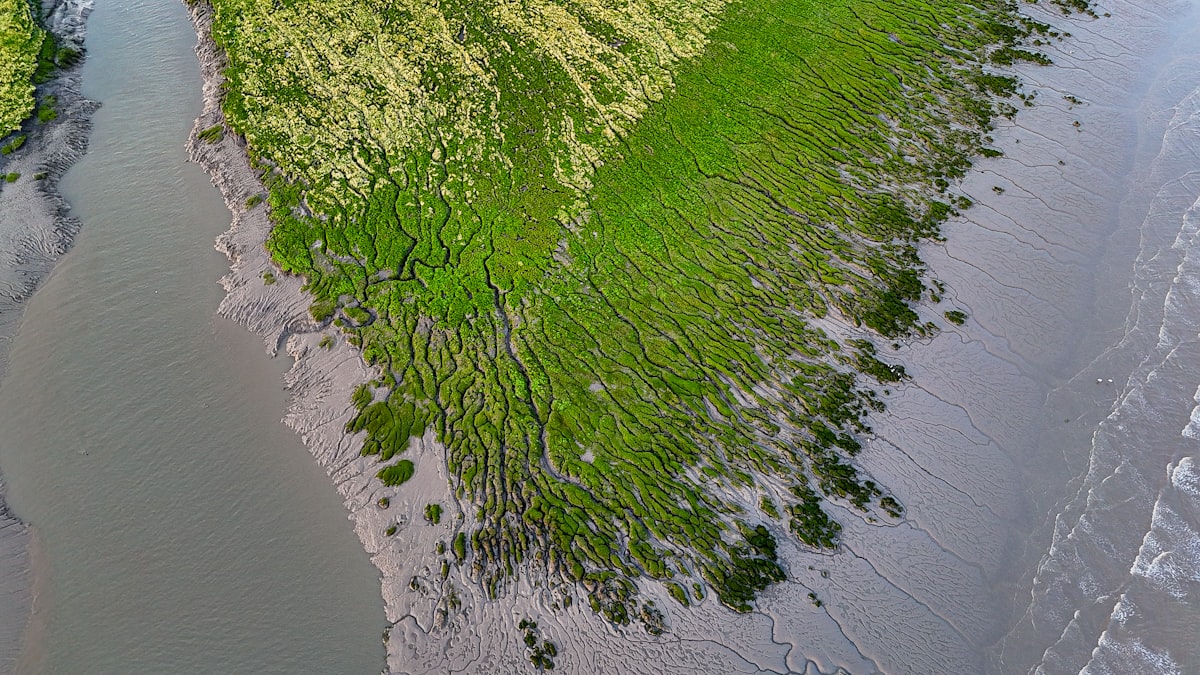 Aerial view of green Northeast Florida wetlands