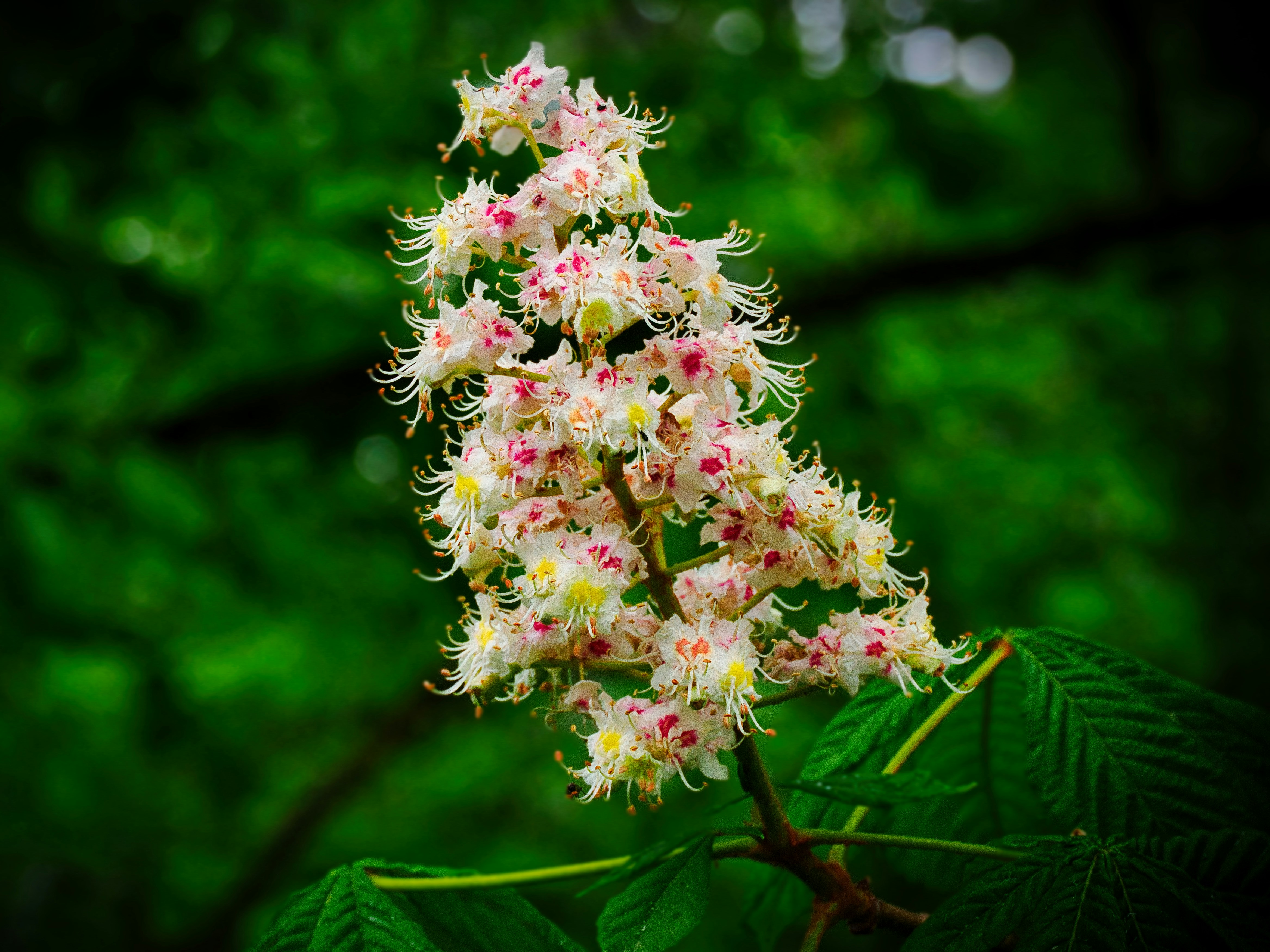 Photo by schneiderhenry