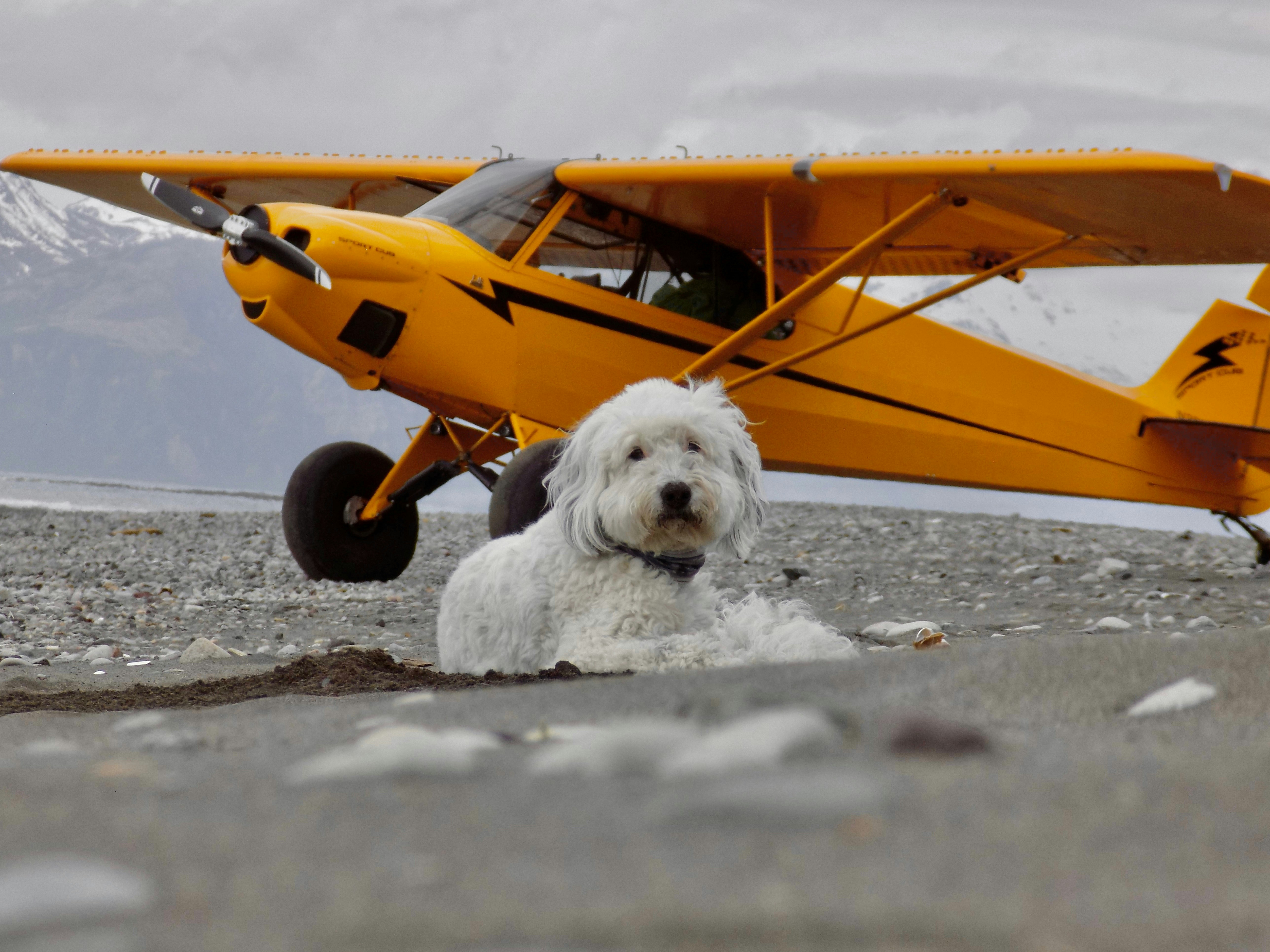 A dog poses in front of a yellow airplane.