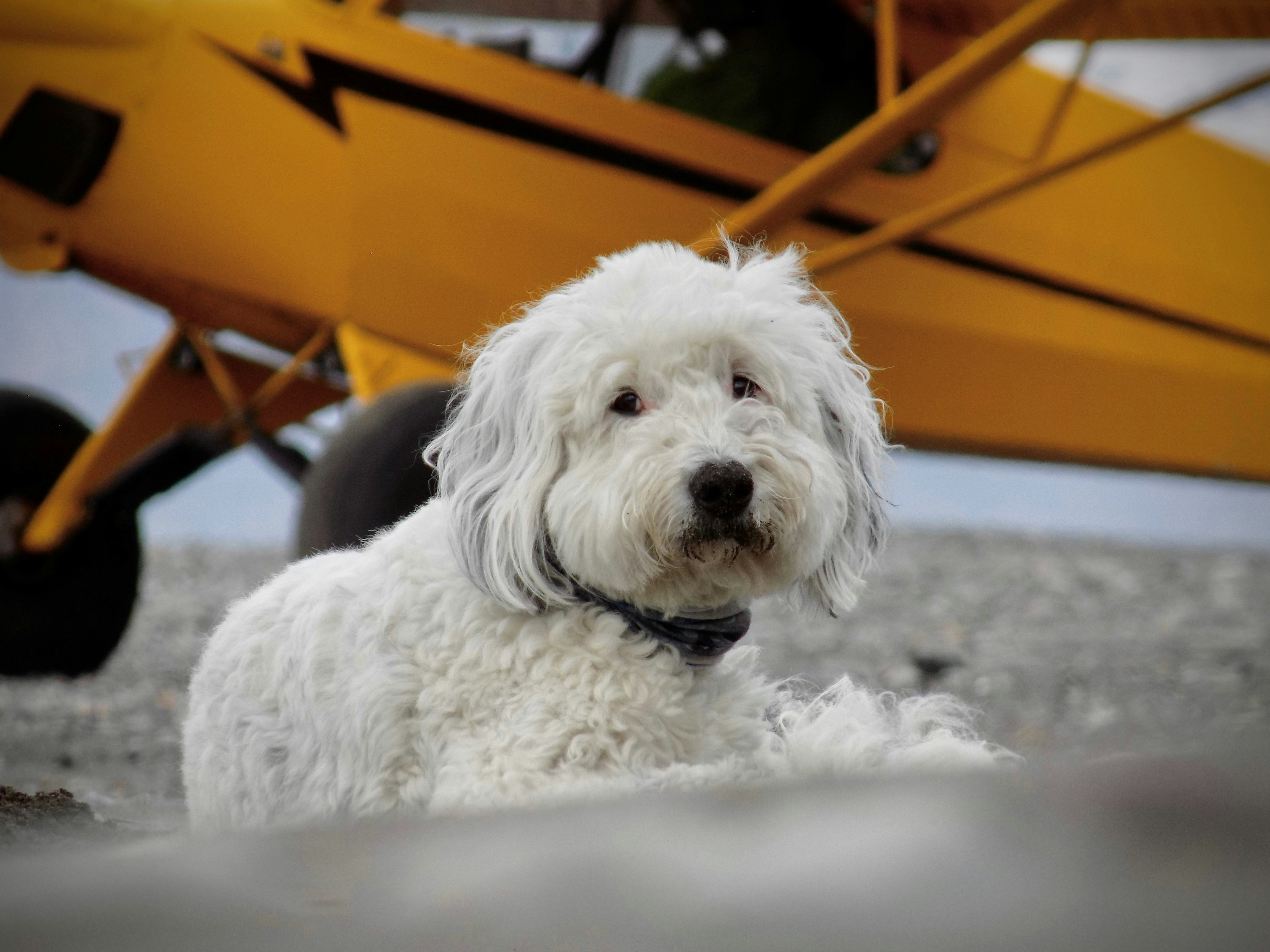 A fluffy dog poses near a yellow airplane.