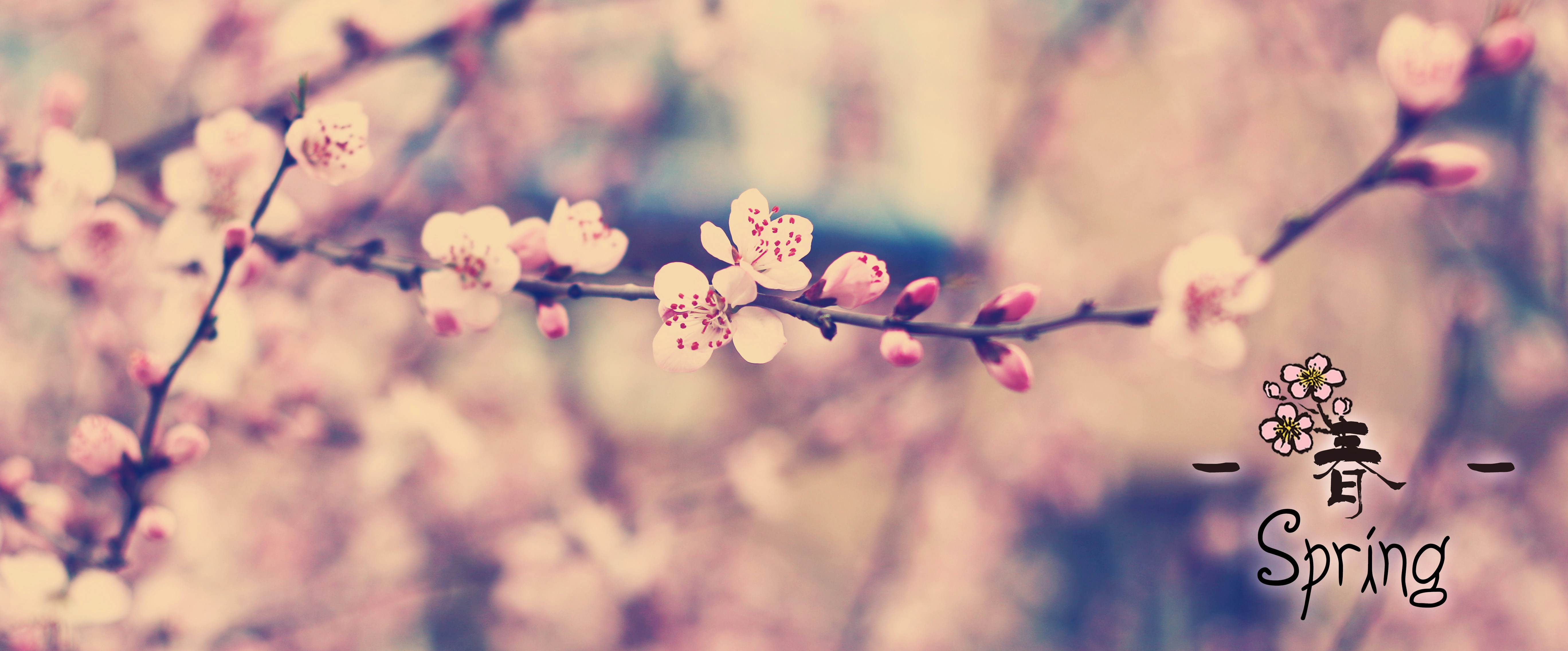 Blooming cherry blossoms celebrate spring. photo – Free Flowers Image on  Unsplash, image size:3000x1246