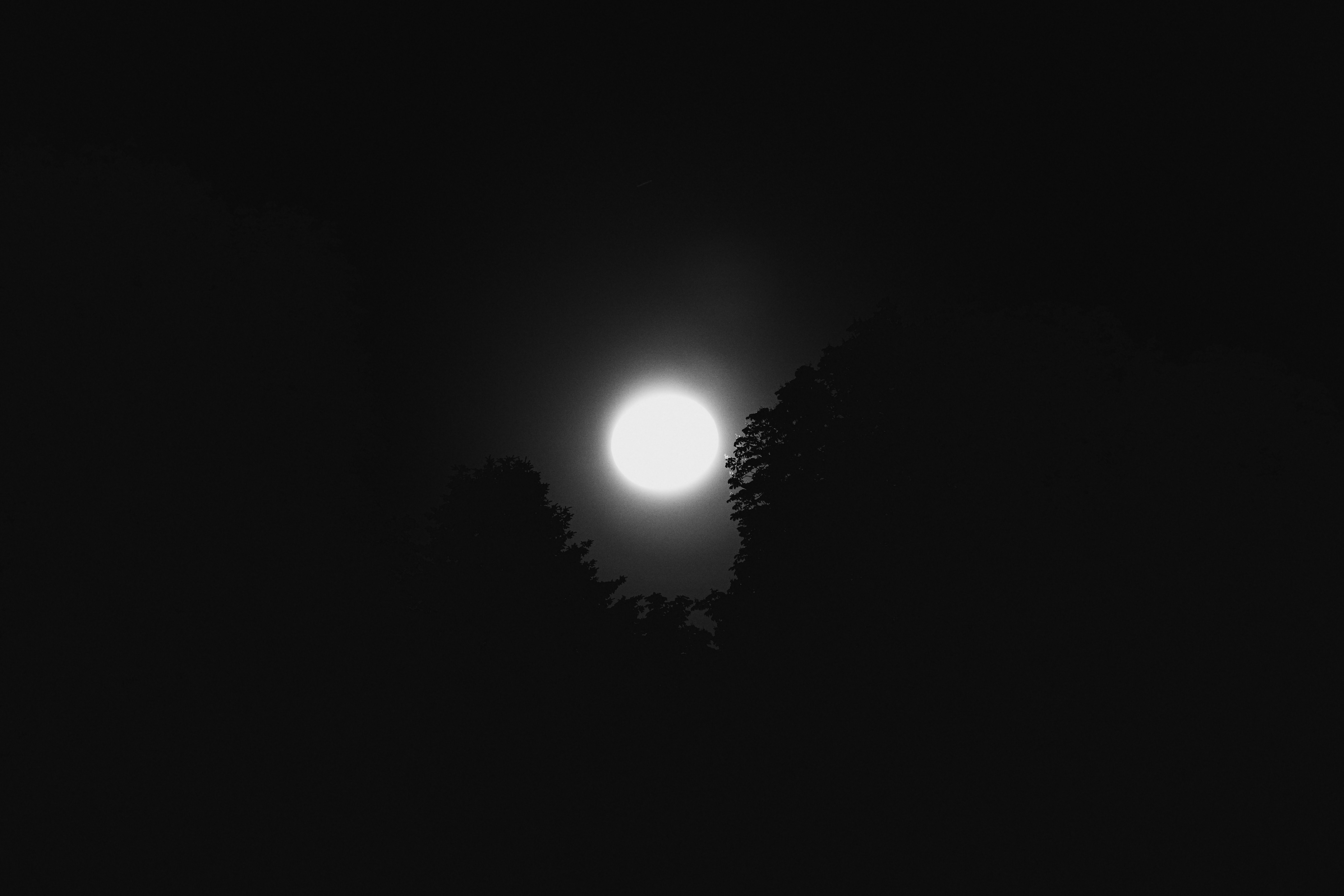 Uma lua brilhante brilha através de silhuetas de árvores escuras.