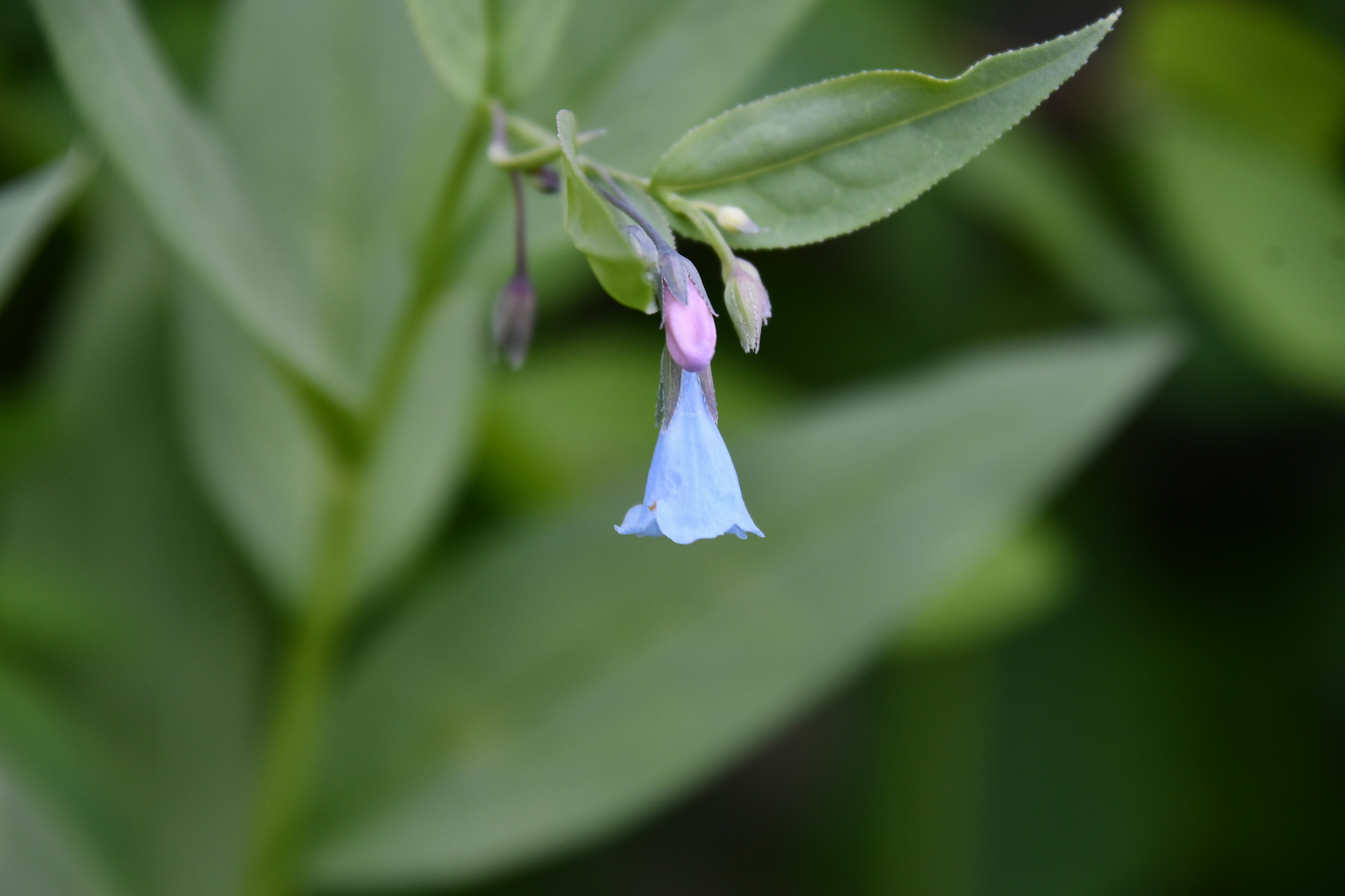 A delicate bluebell flower blooms in greenery.
