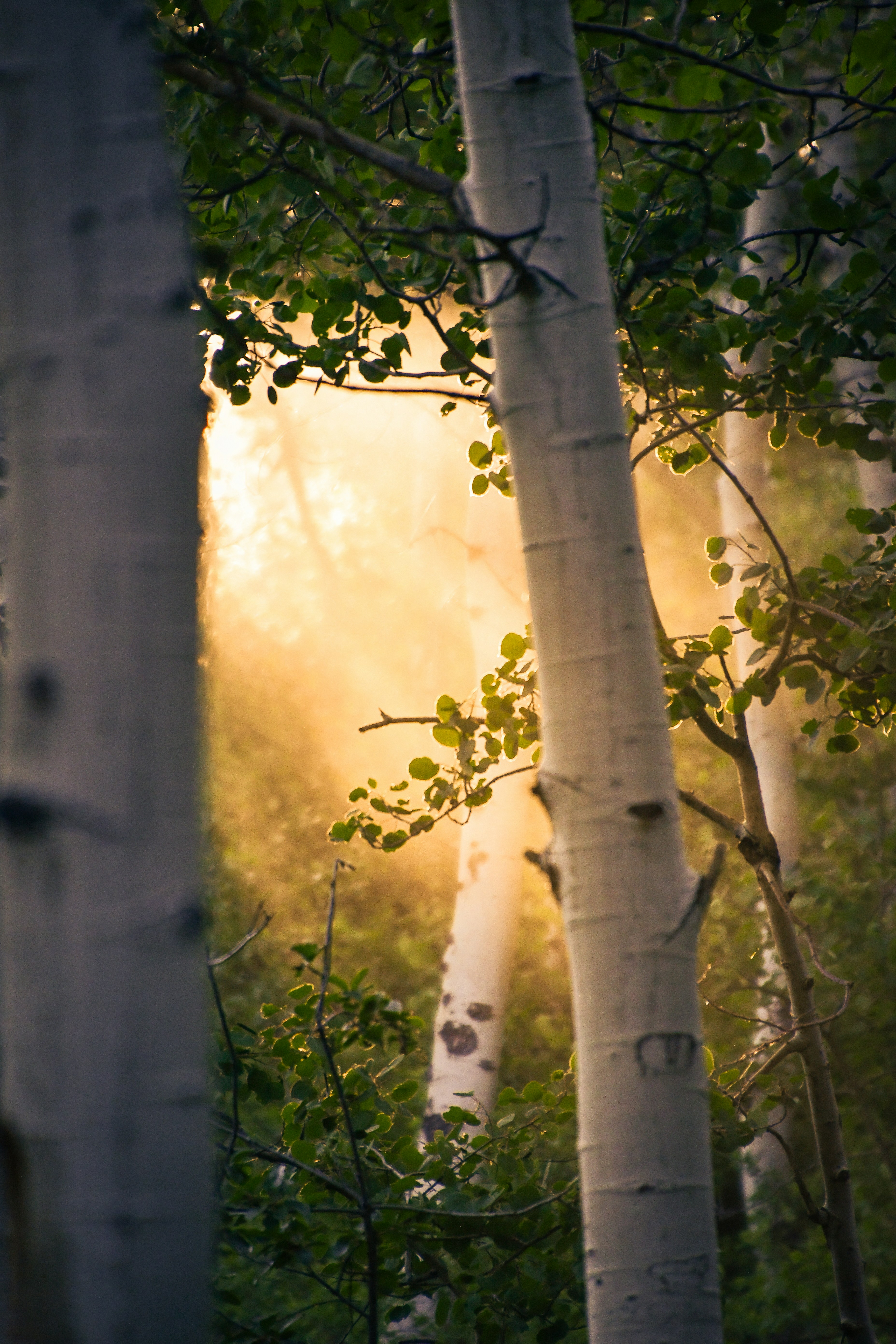 Sunlight shines through trees in a forest.