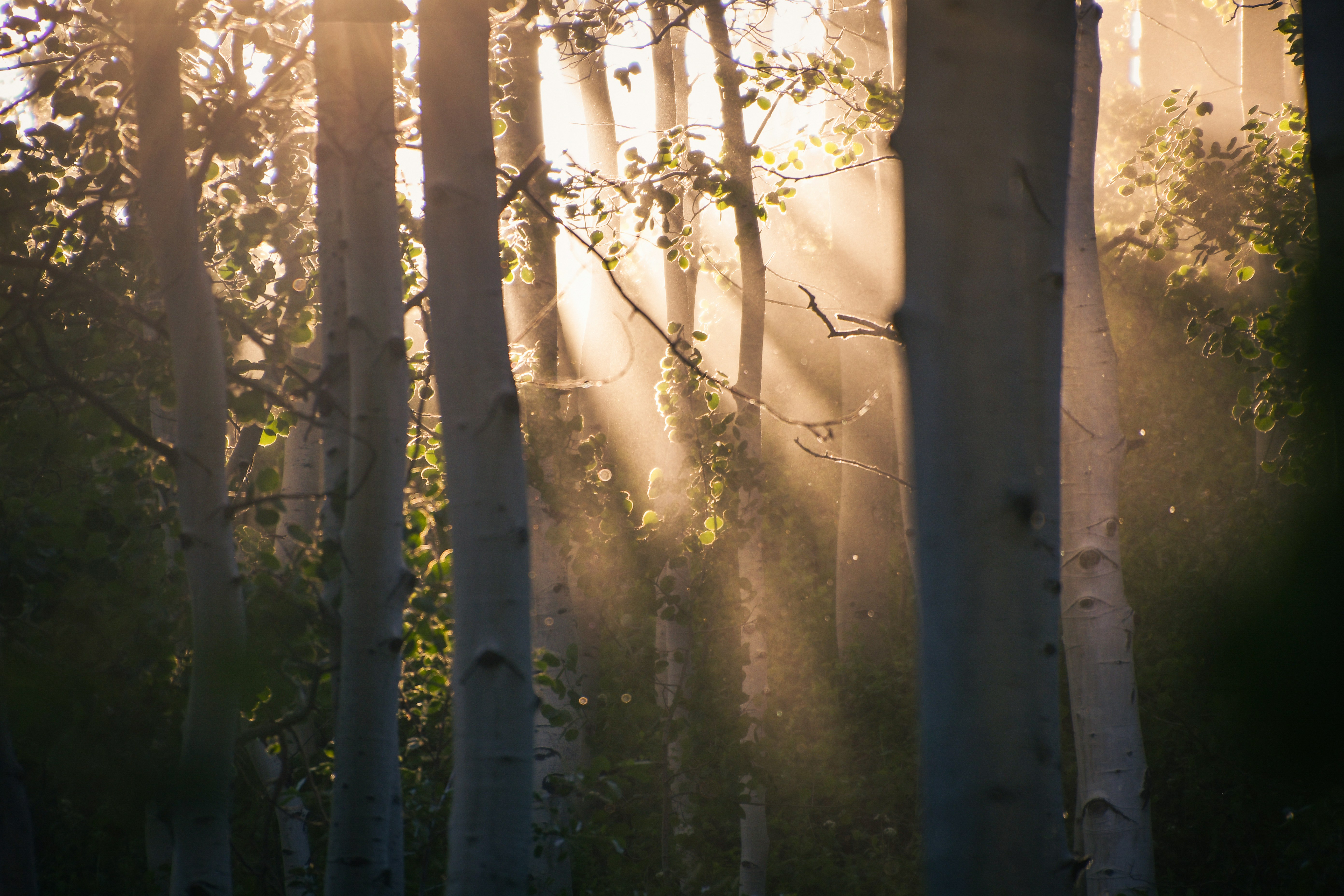 Sunlight filters through a forest of tall trees.
