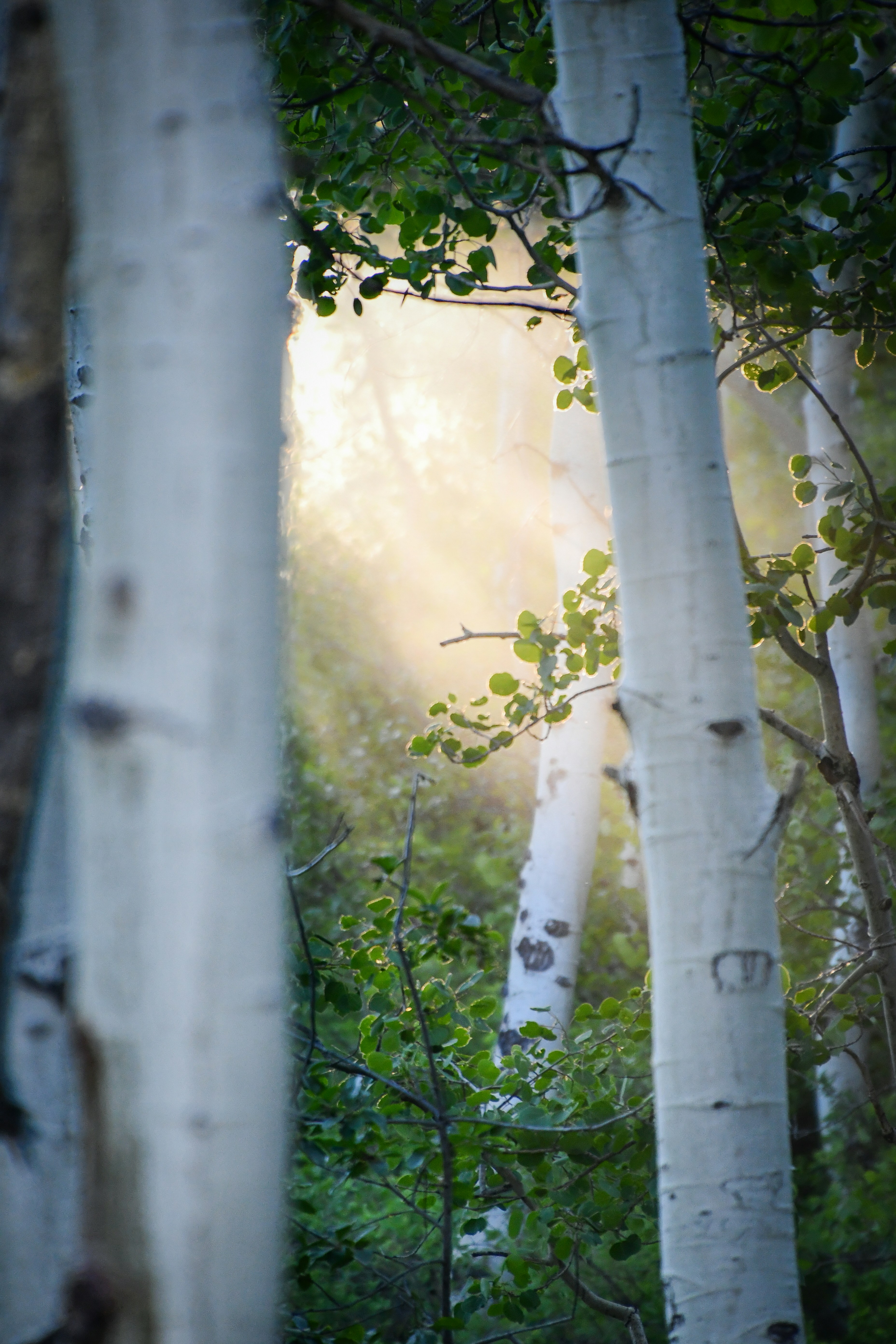 Sunlight streams through aspen trees in the forest.
