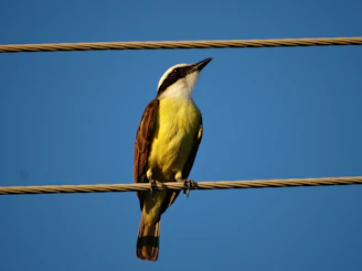 A bird sits perched upon a wire