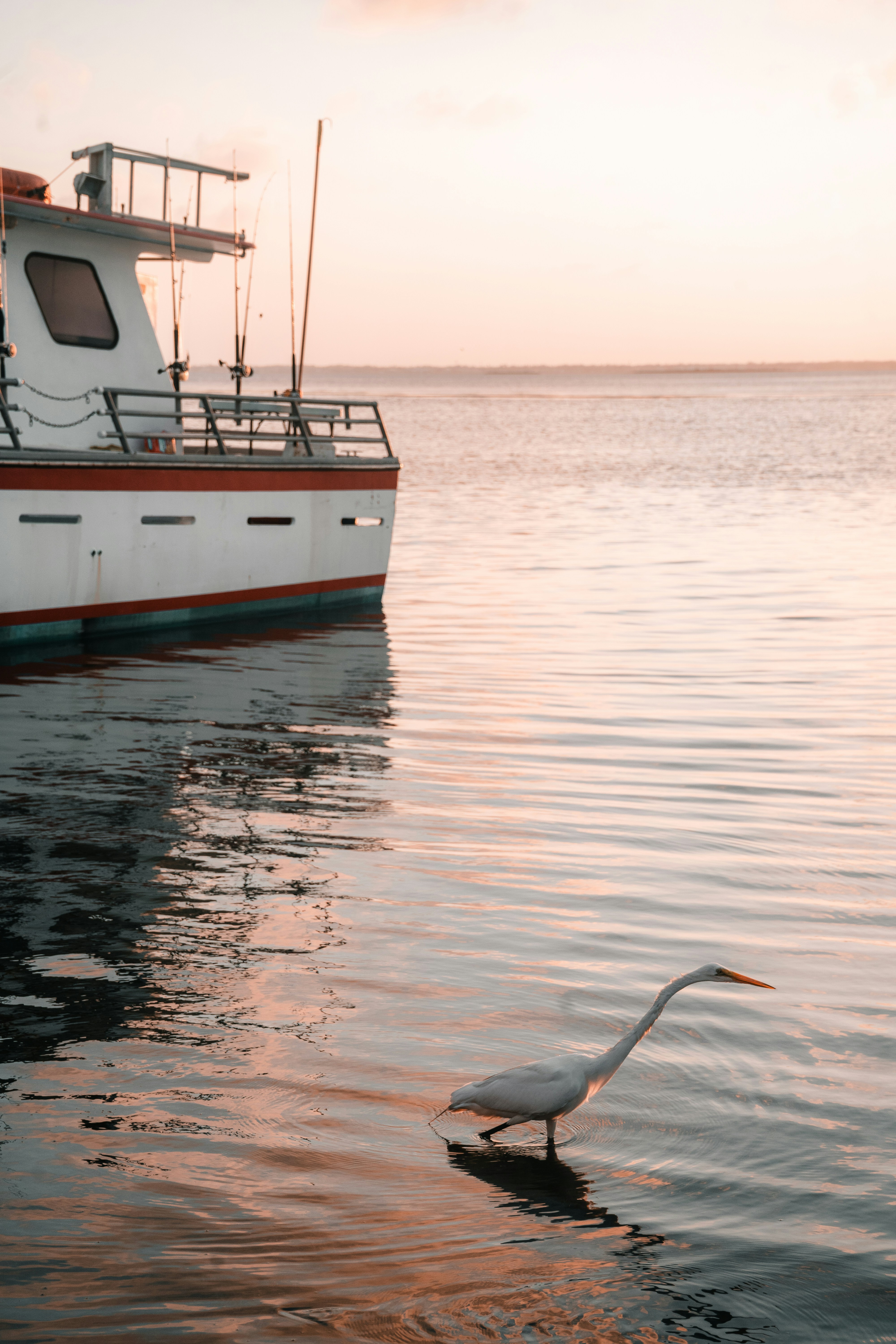 A heron wades in the water near a boat.