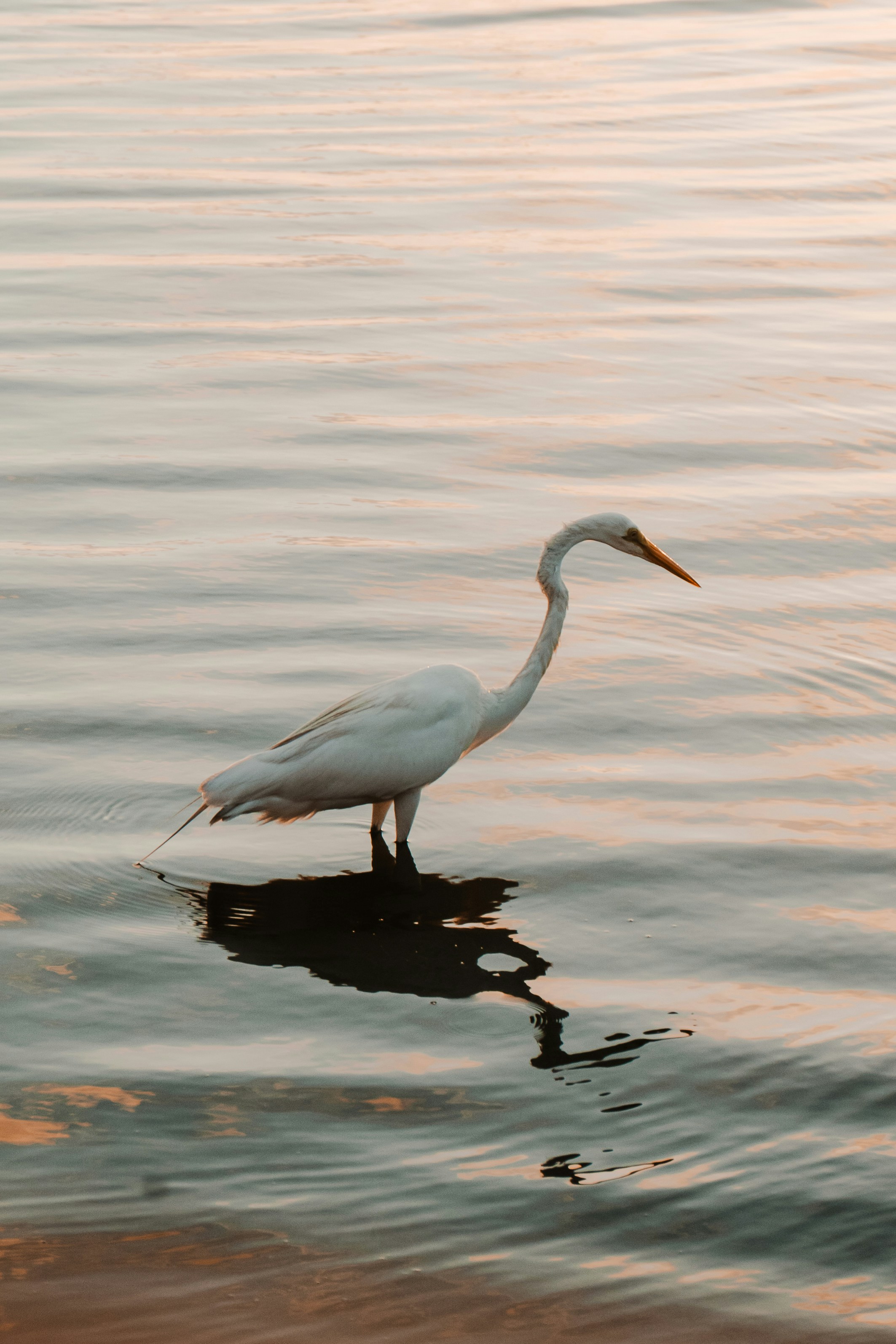 A white heron stands in the shimmering water.