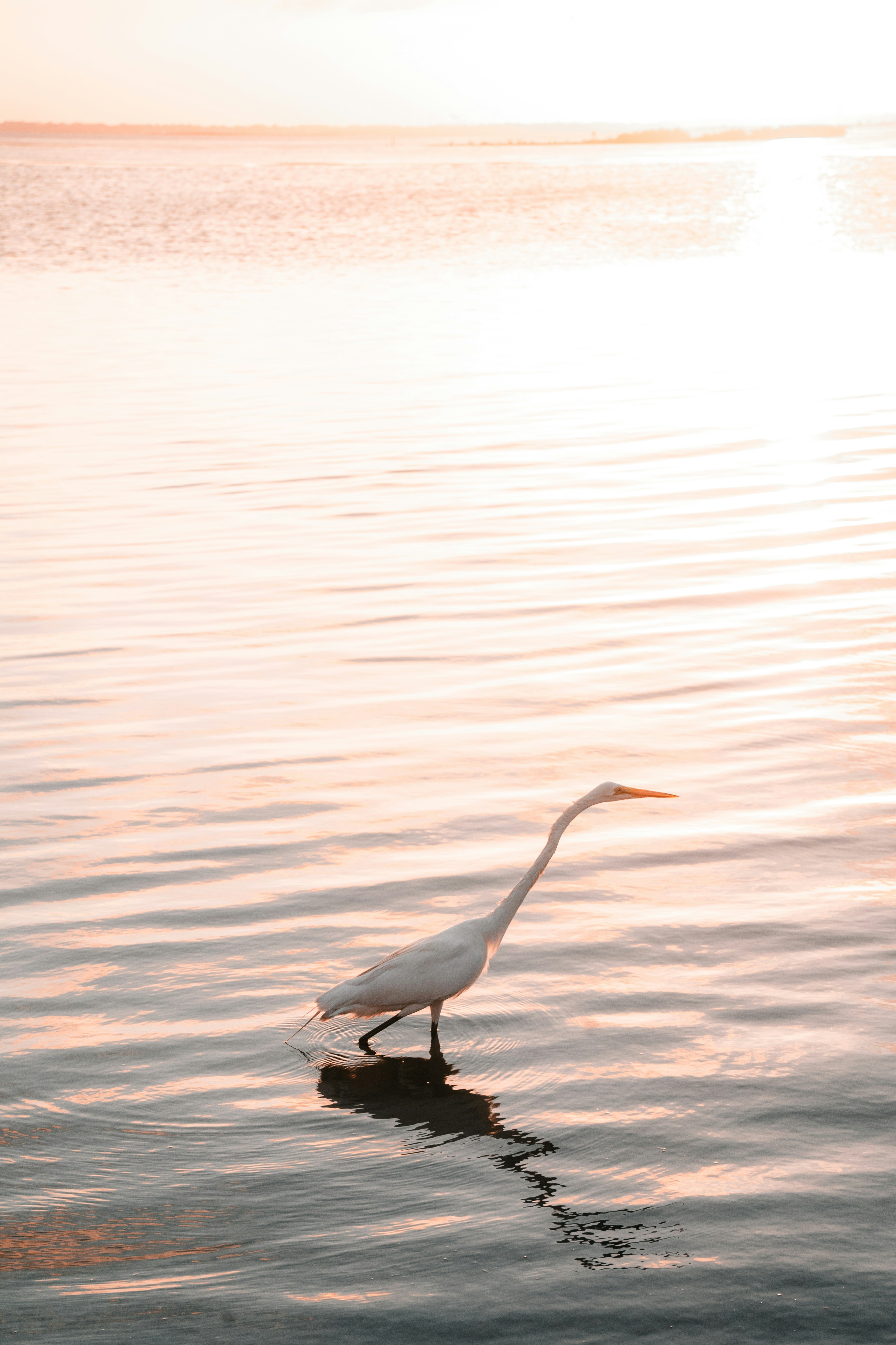 A white heron wades in tranquil water.