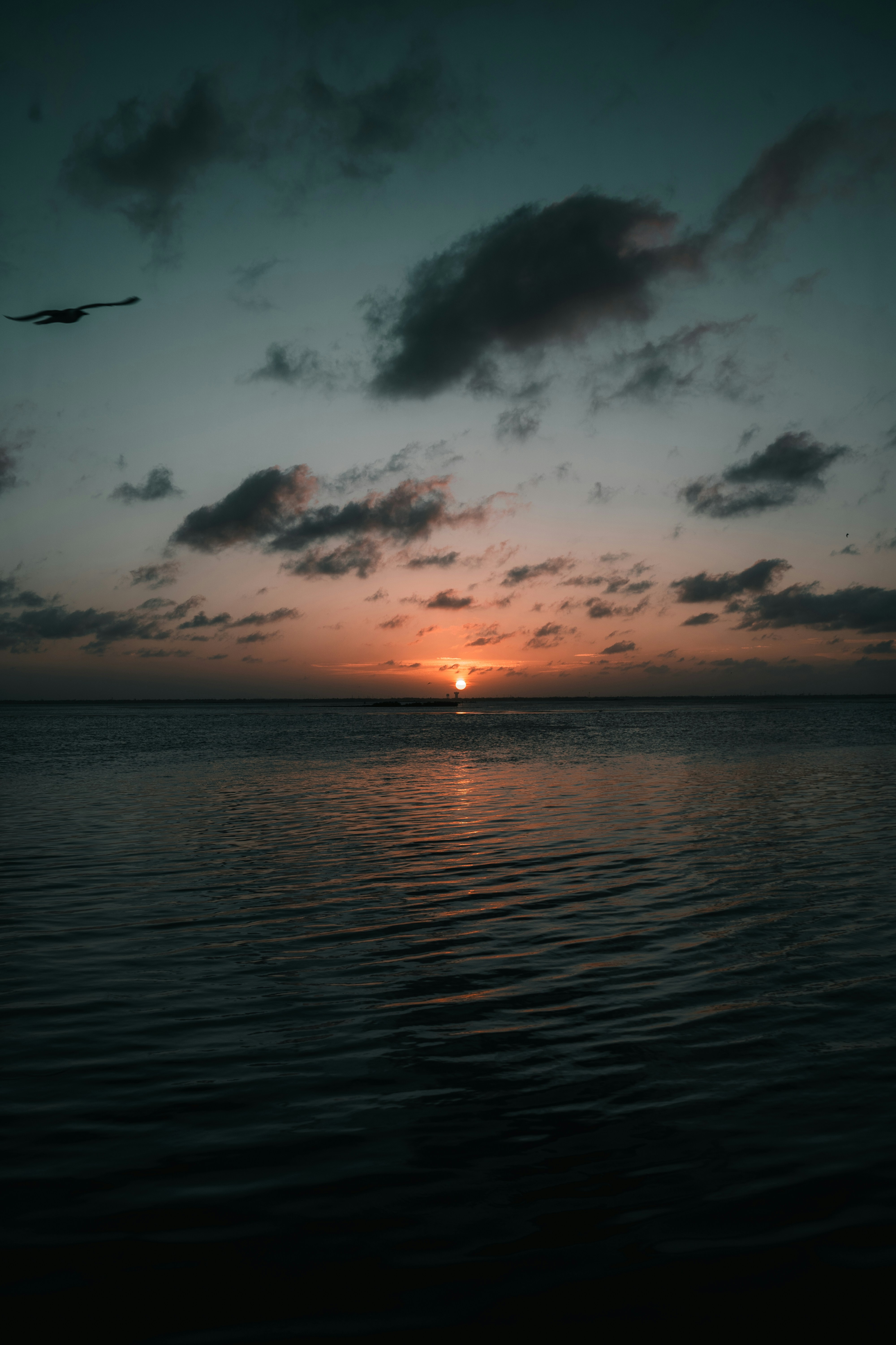 Sunset over the ocean with a bird flying.