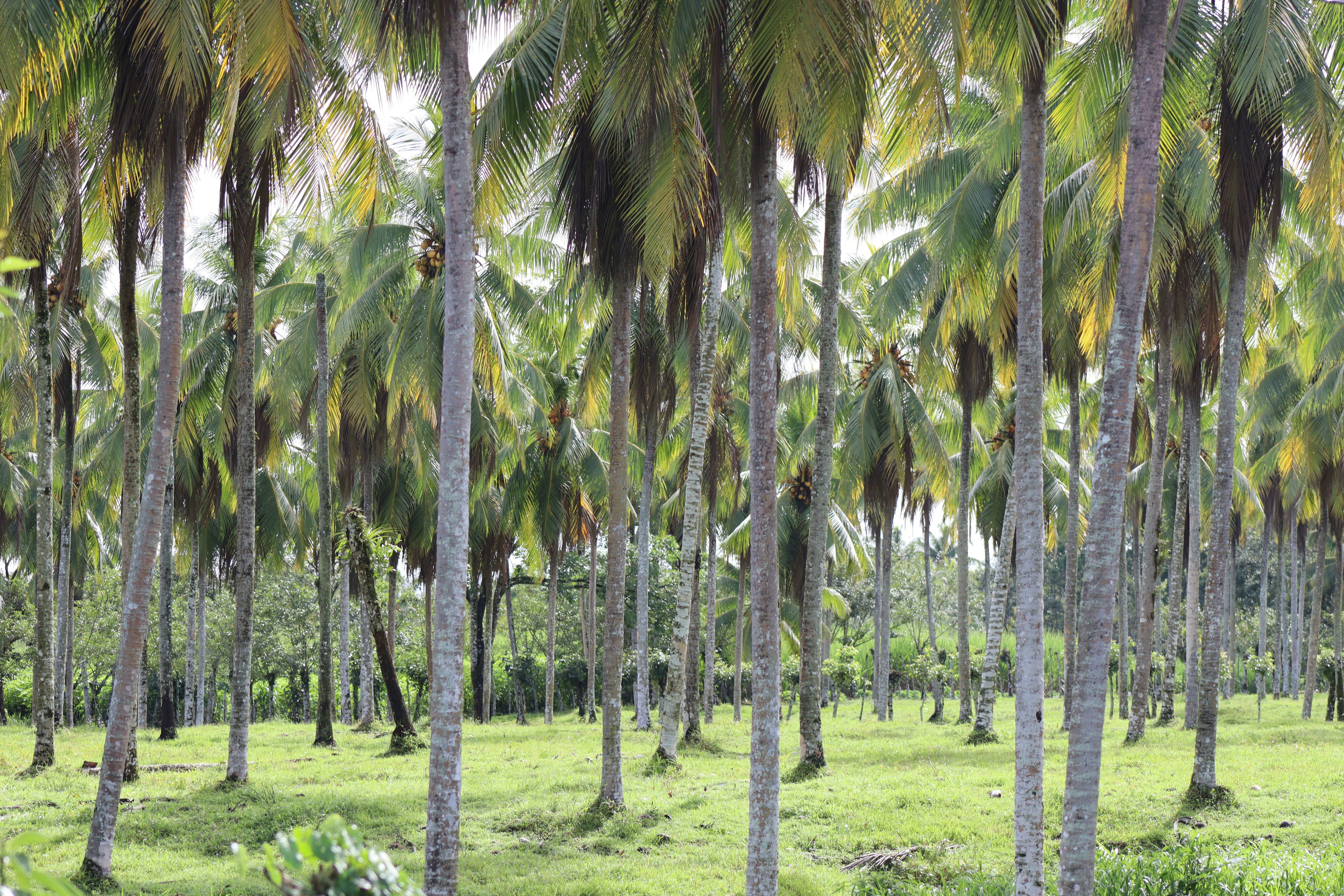 Coconut trees