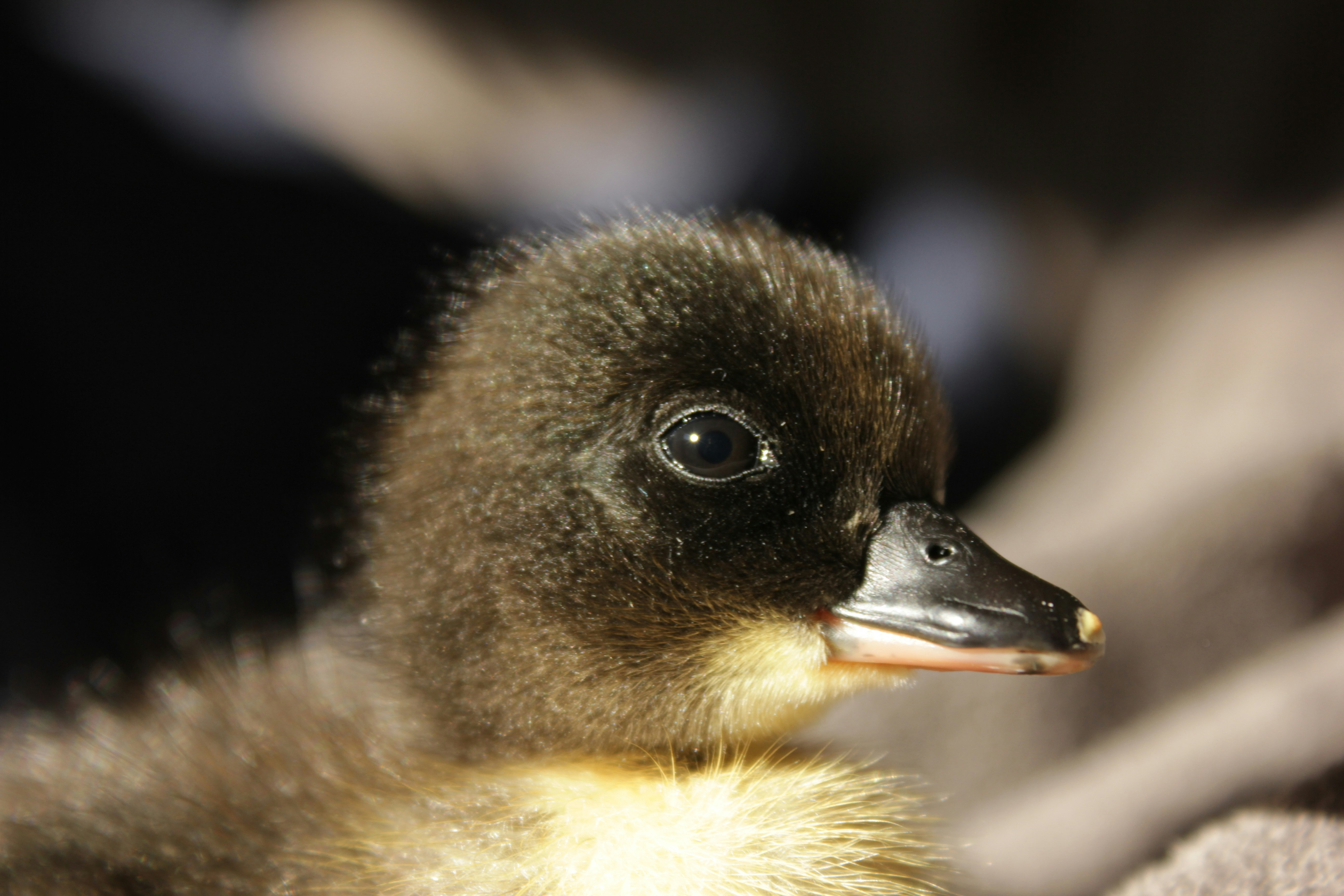 Photo by nathaniel2010