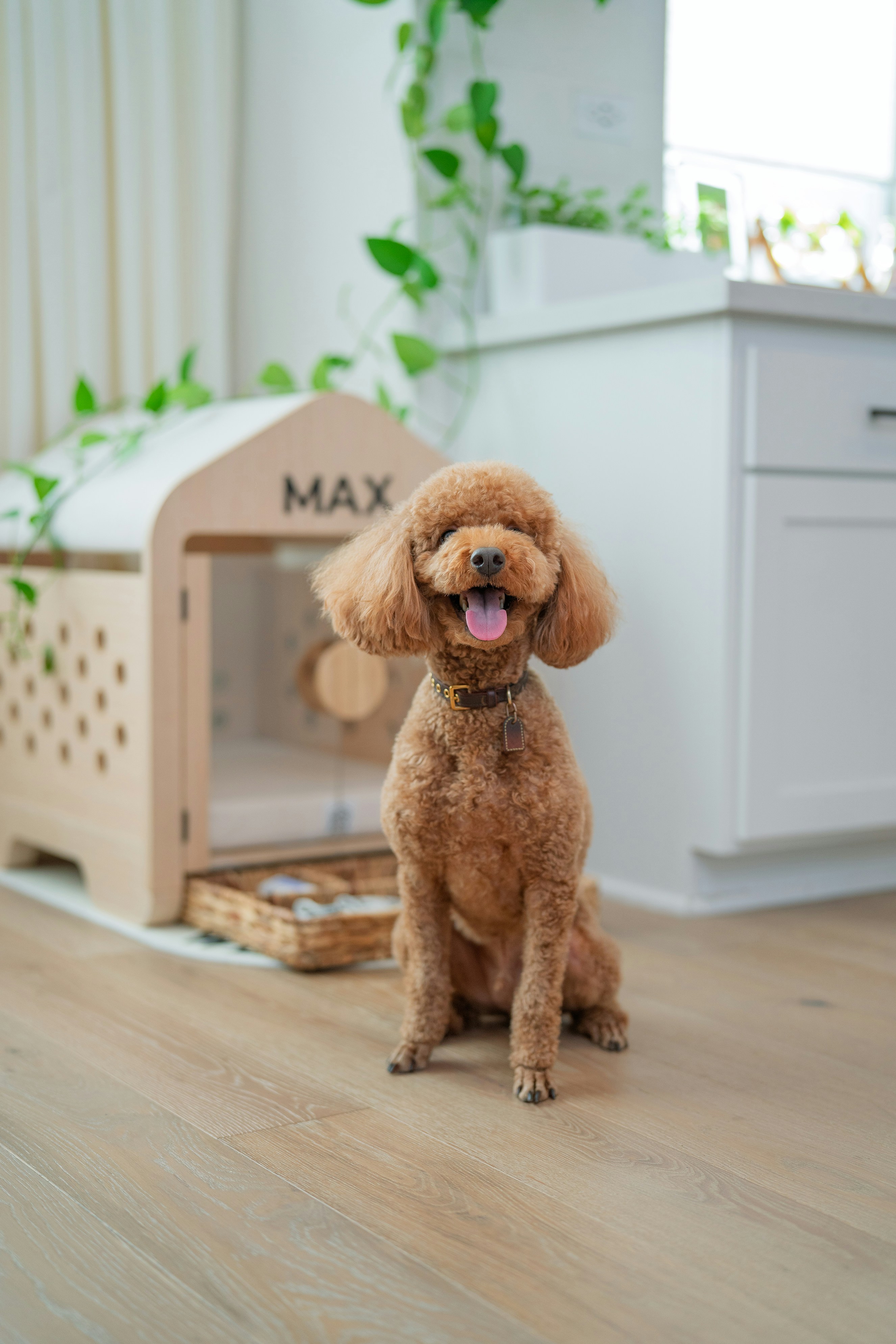 A happy poodle sits next to its wooden house.