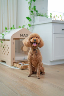 A happy poodle sits next to its wooden house.
