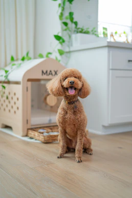 A happy poodle sits next to its wooden house.