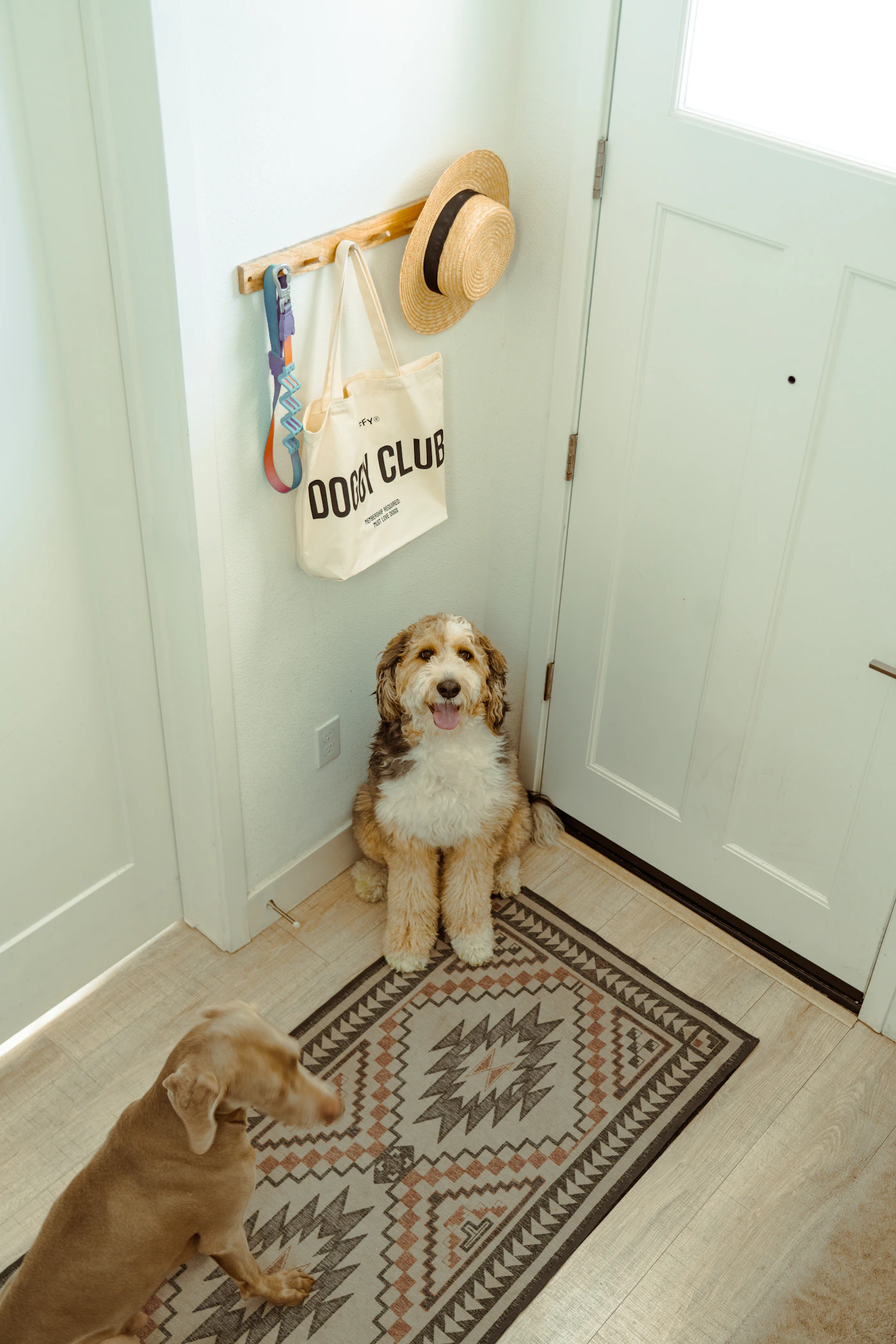 Dogs waiting near the entrance of a bright pet-friendly home