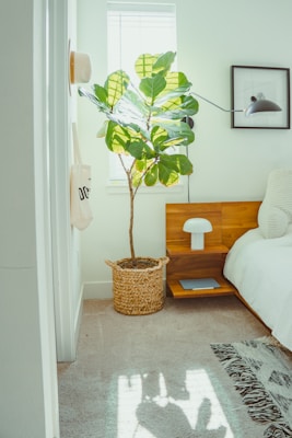 Fiddle Leaf Fig