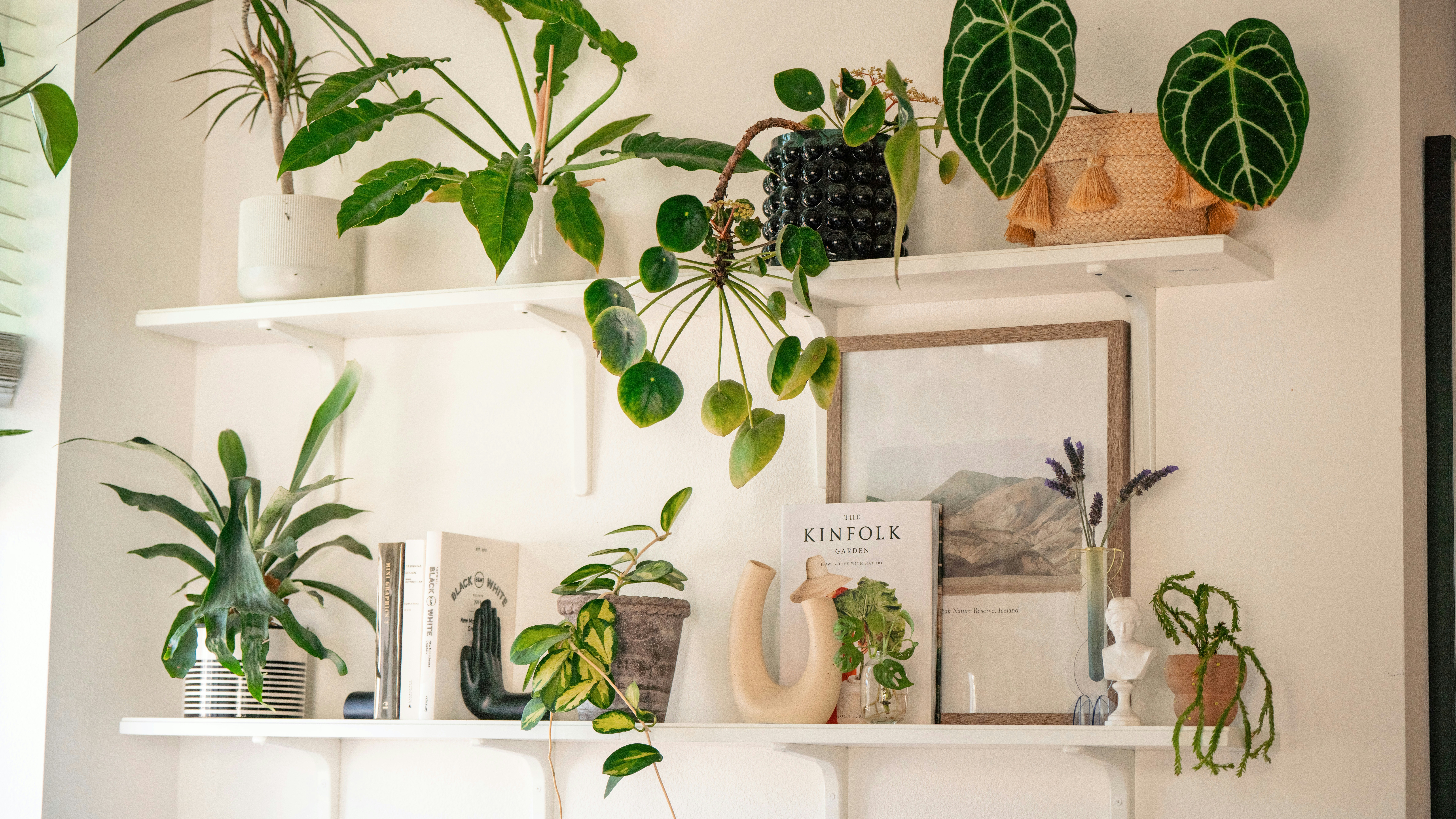 Various houseplants displayed on white shelves.