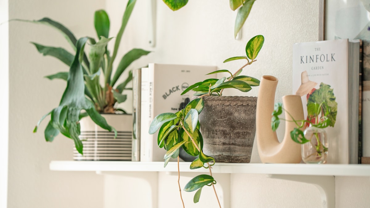 観葉植物・珍奇植物好きにおすすめの本5選｜図鑑からコレクター向け