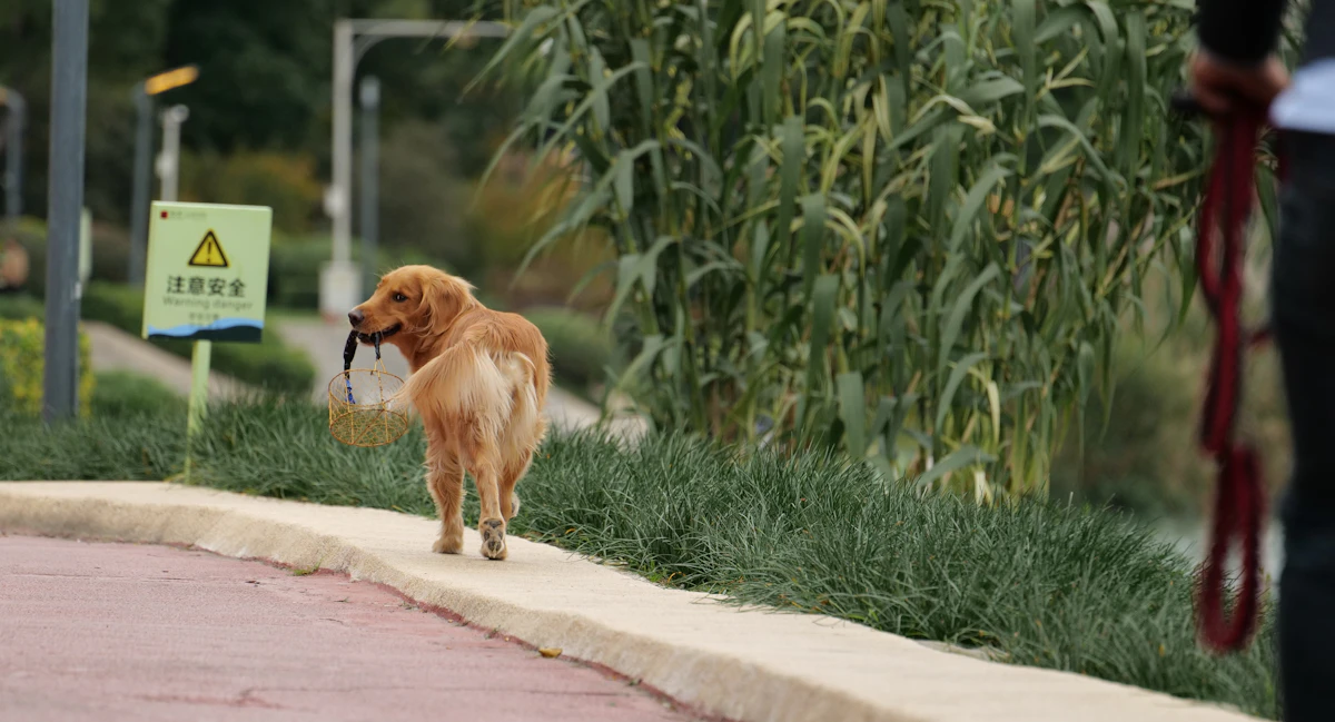 Bolsas biodegradables para excrementos de perro