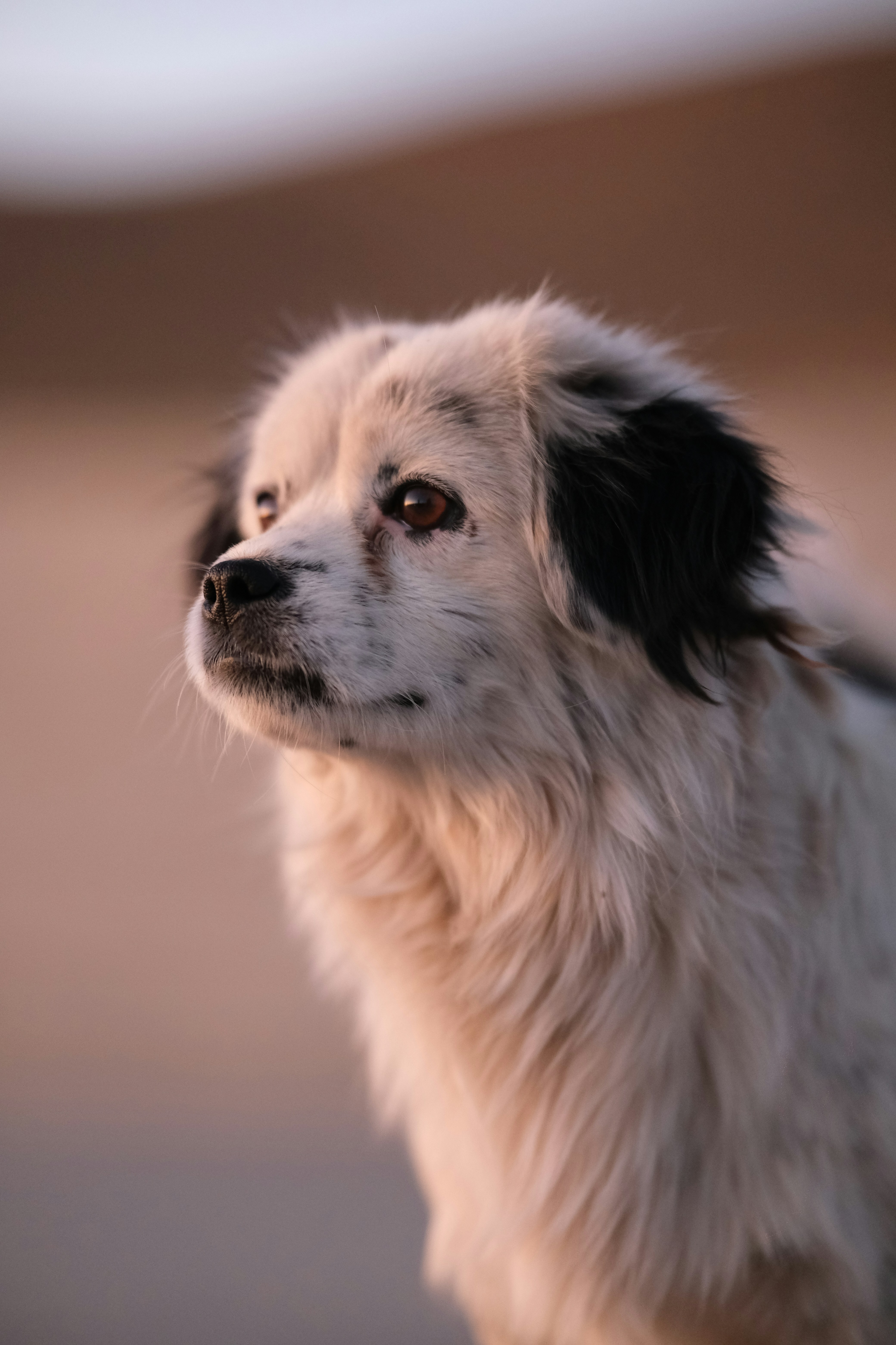 Un dulce perro mira a lo lejos.